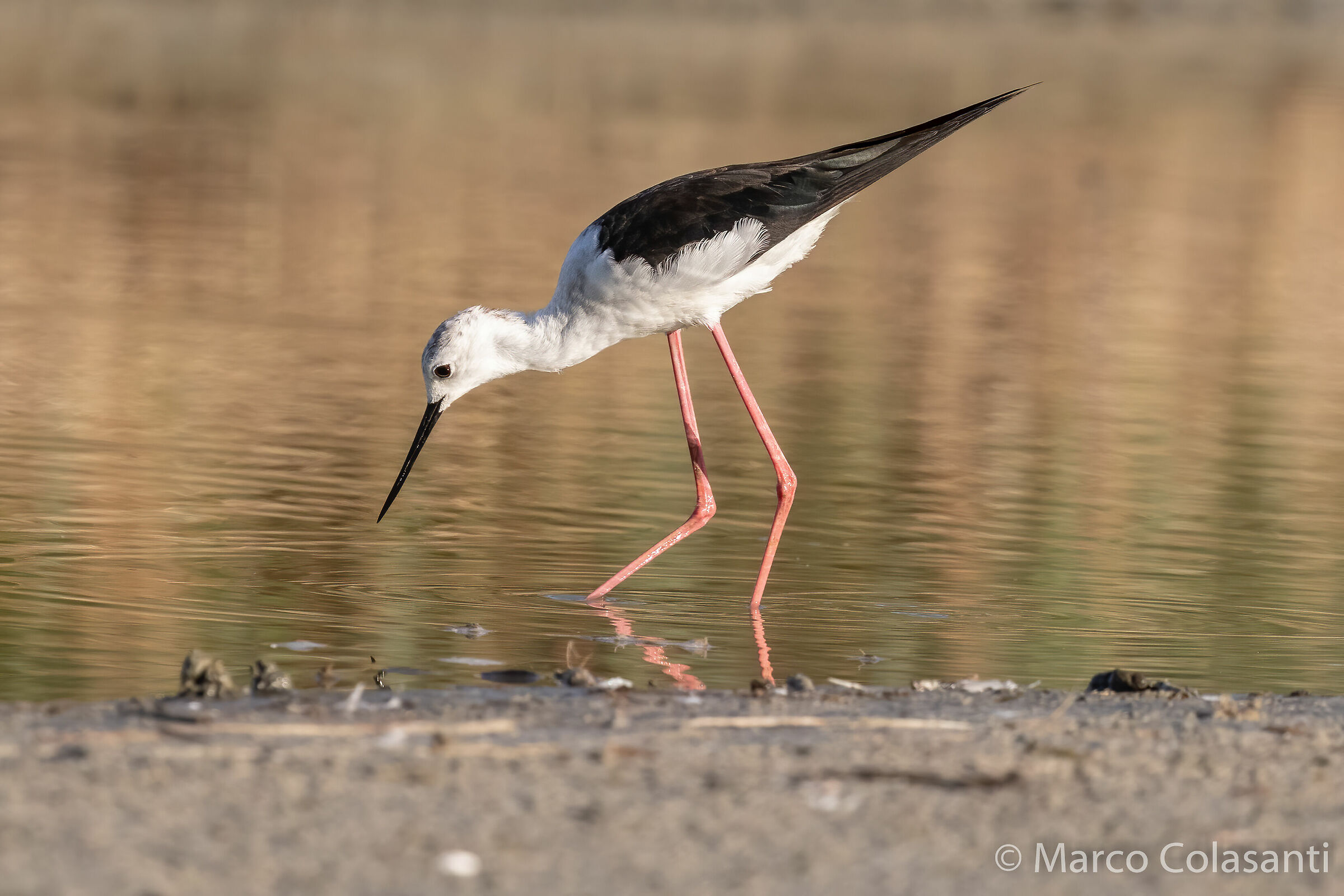 knight in search of food