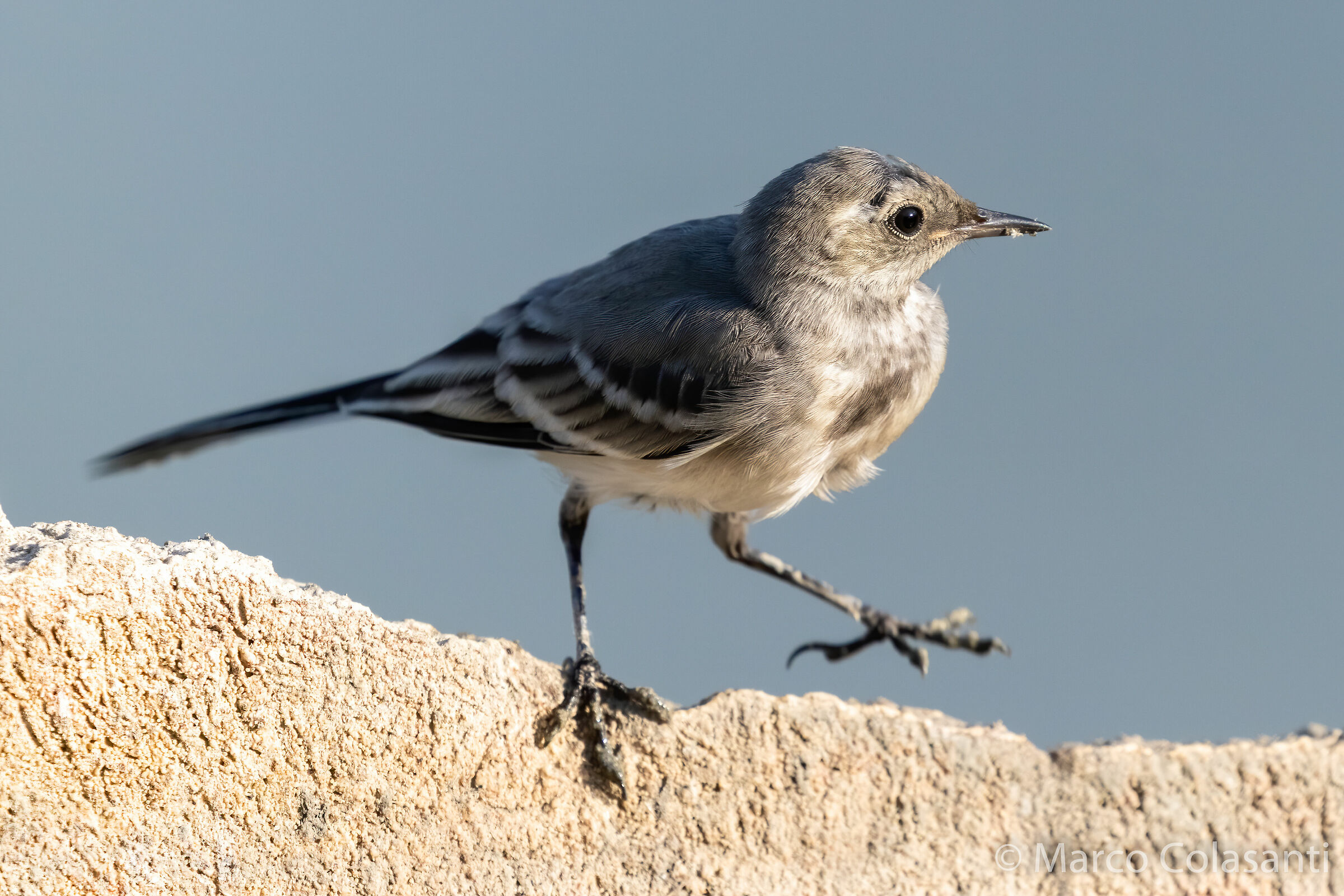 White dancer .... precarious balance