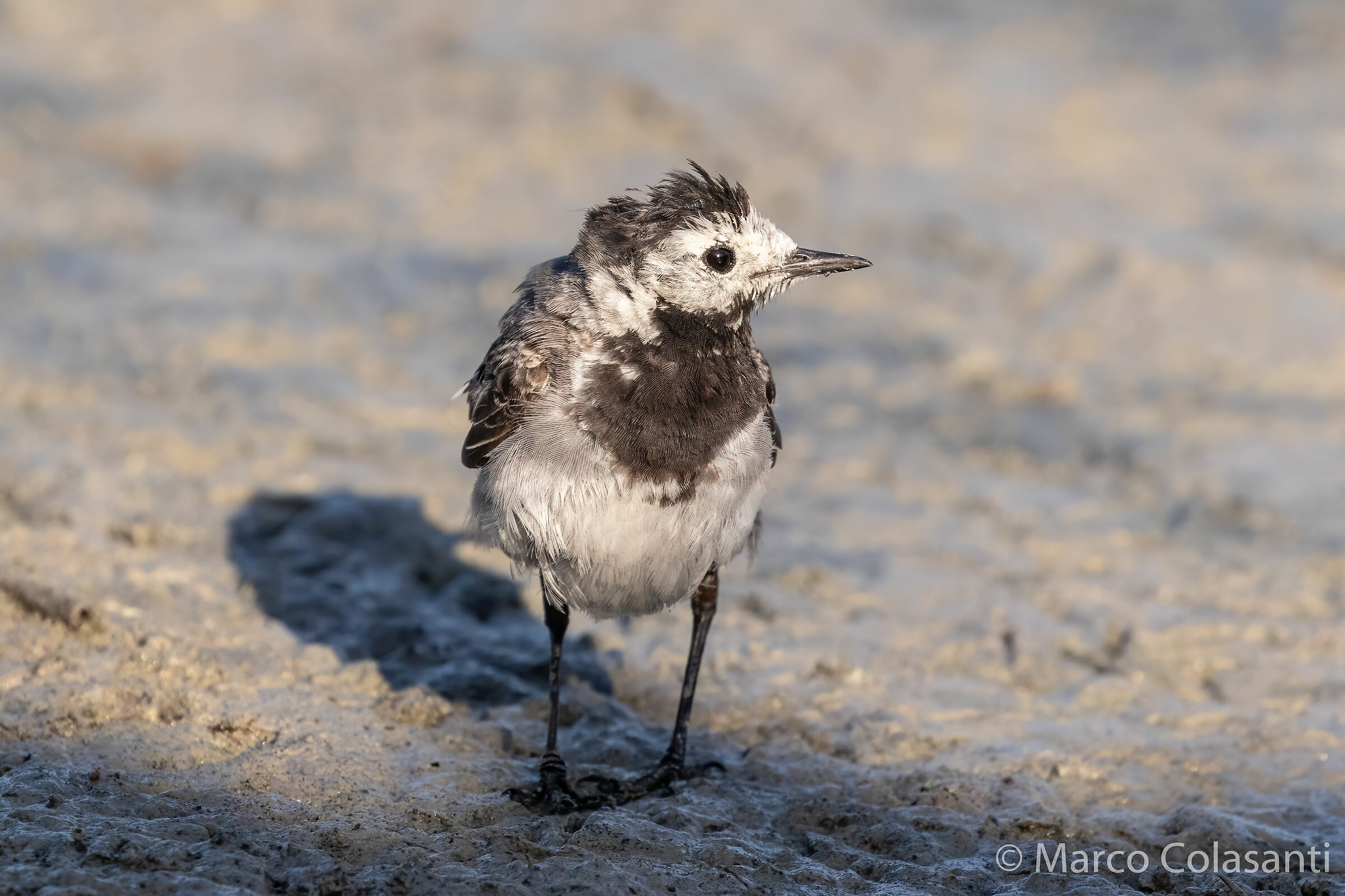 White dancer.... matted