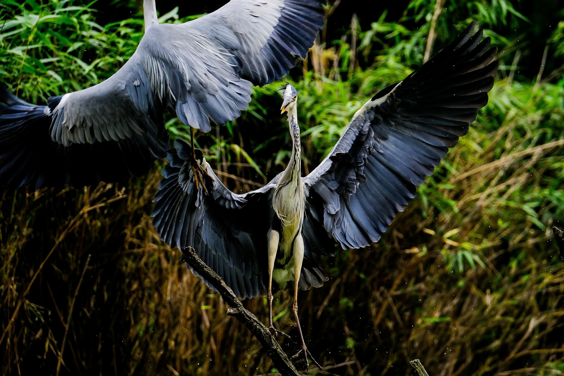 Herons... Bickering