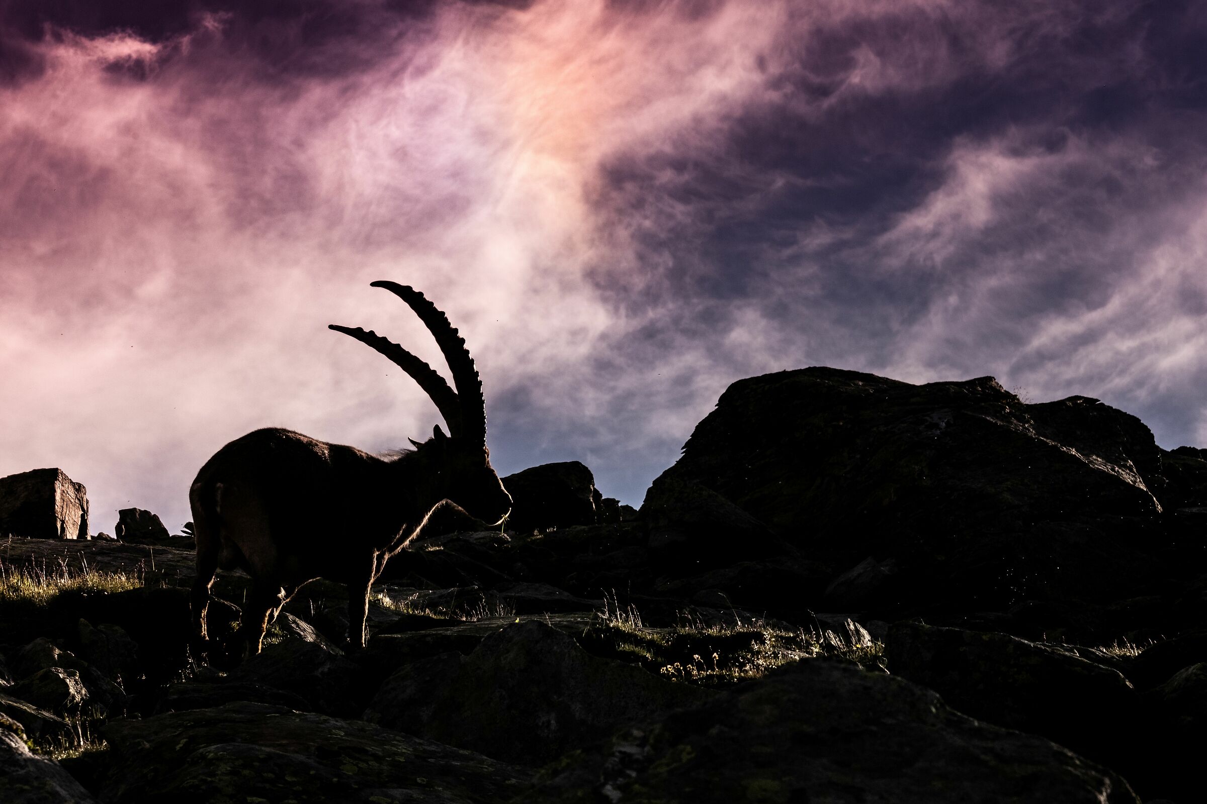 ibex at sunset