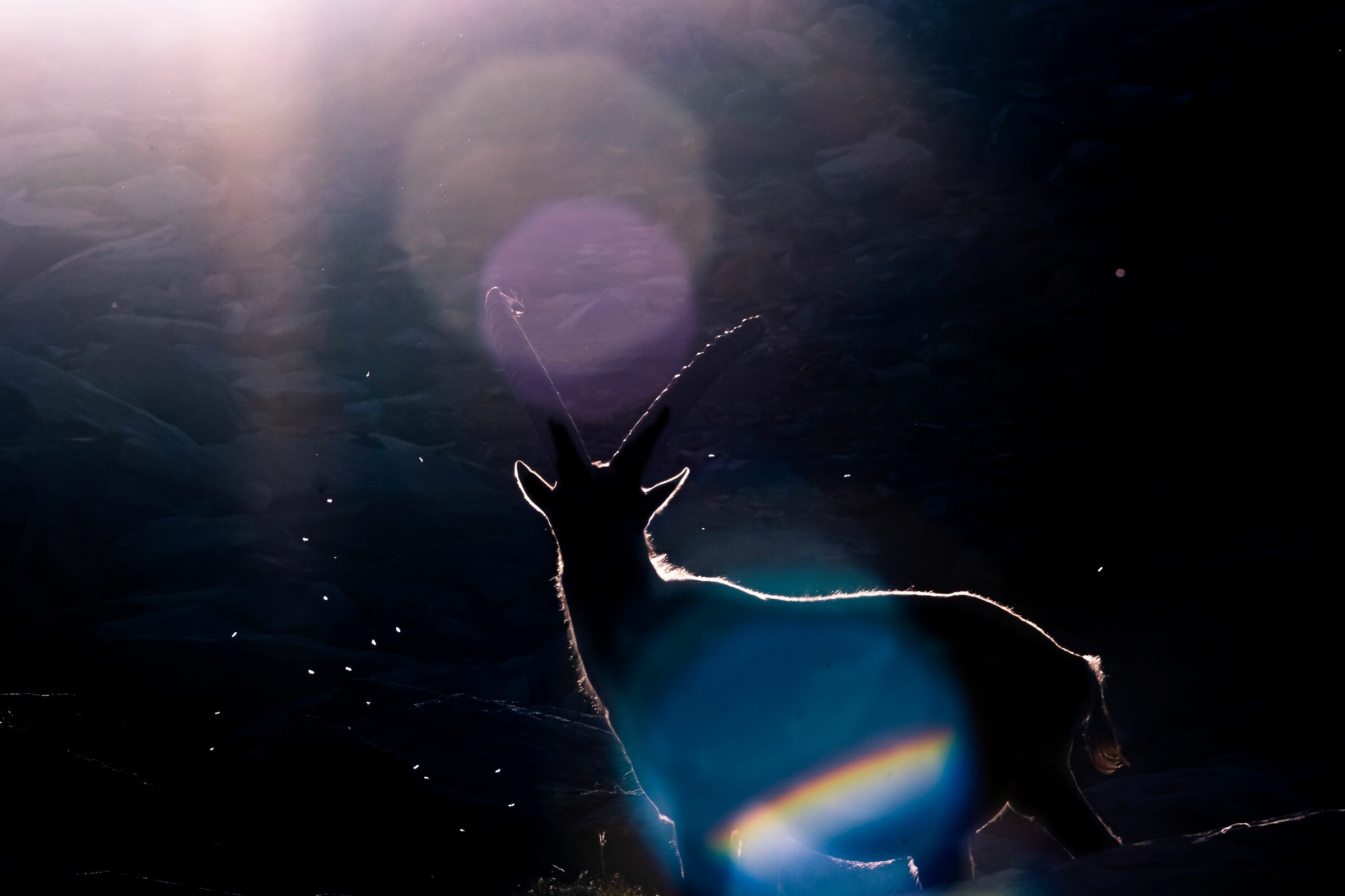 ibex versus light