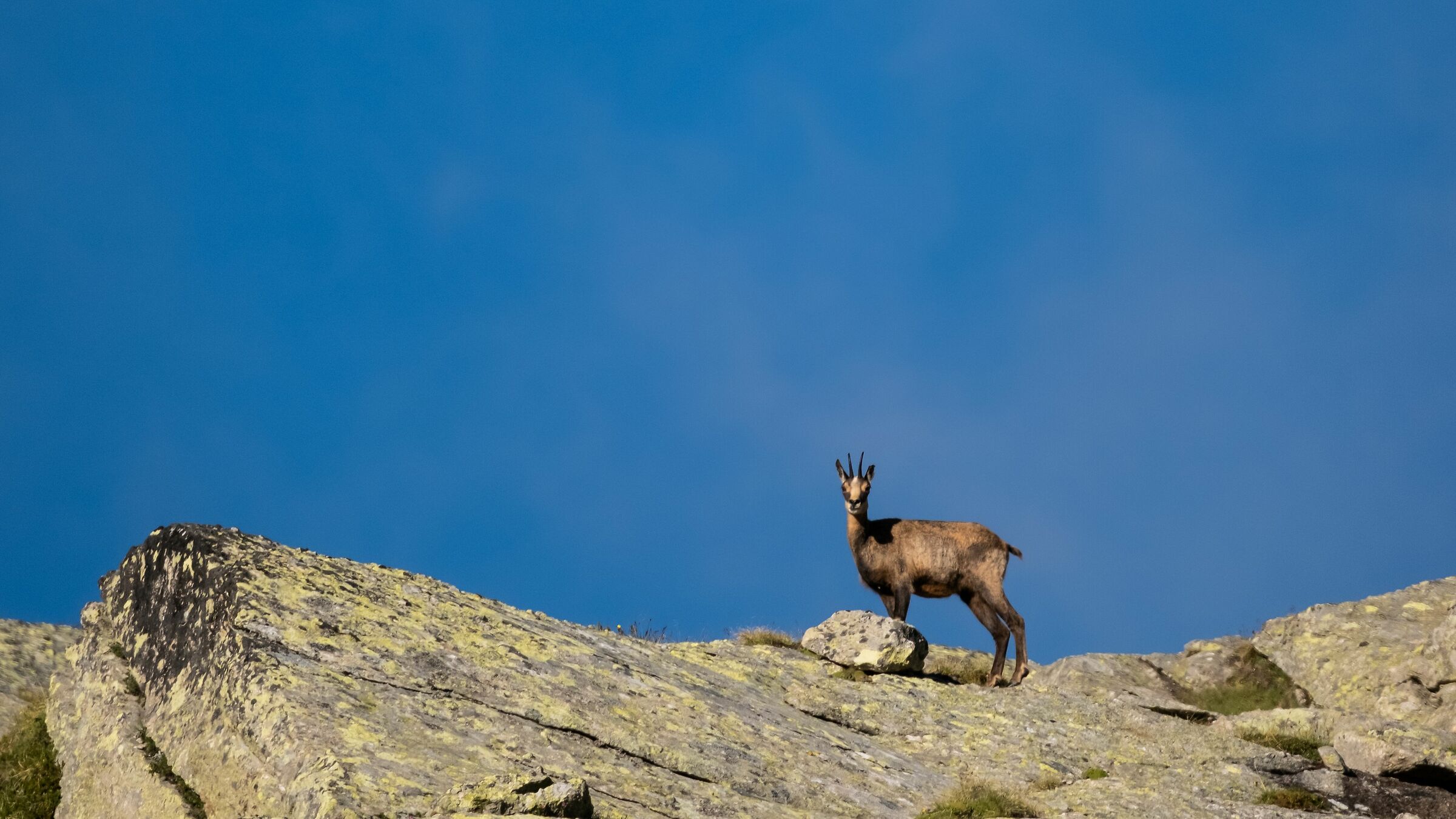Camoscio refuge Vittorio Sella