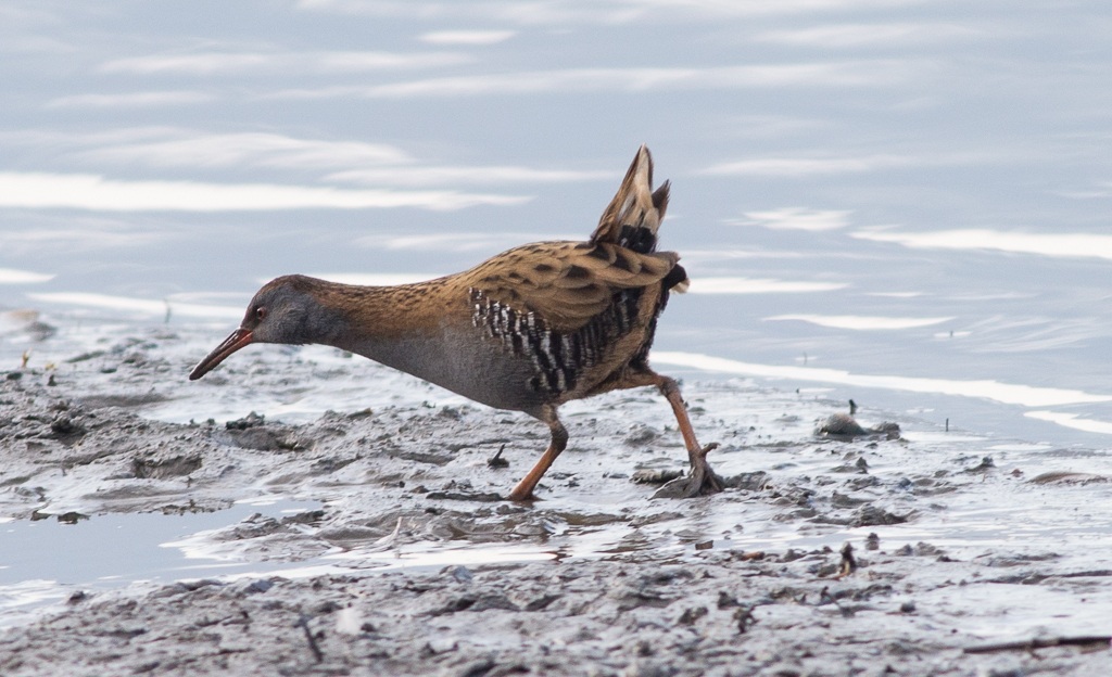 Water Rail