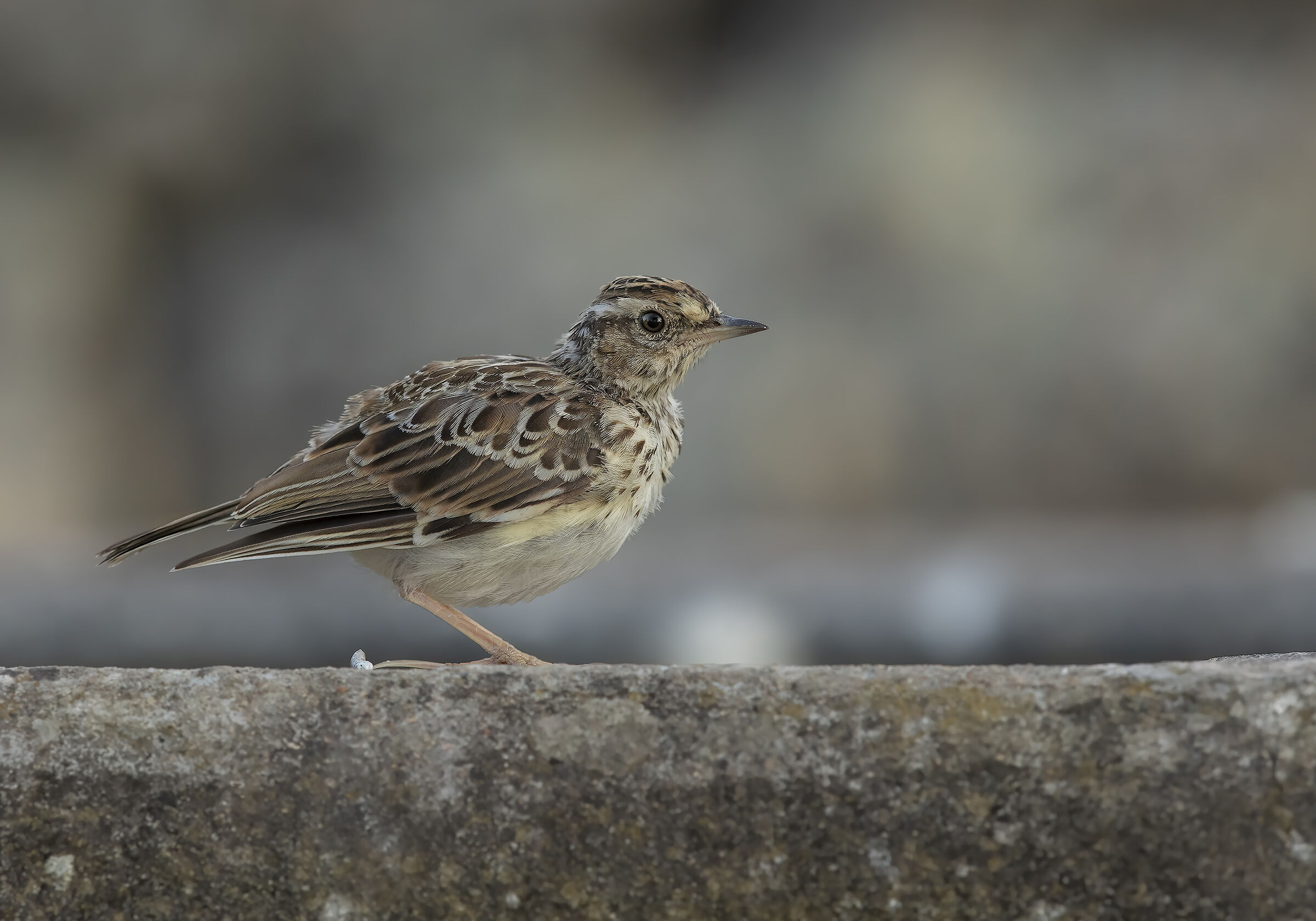 help with classification?!?!