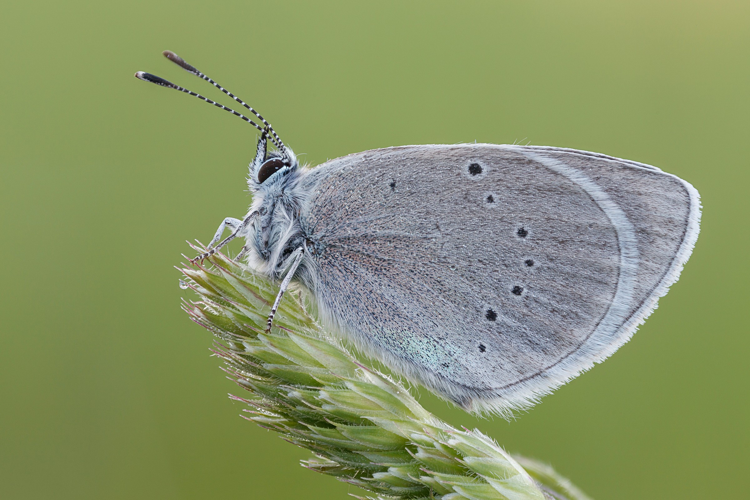 Small blue in the morning