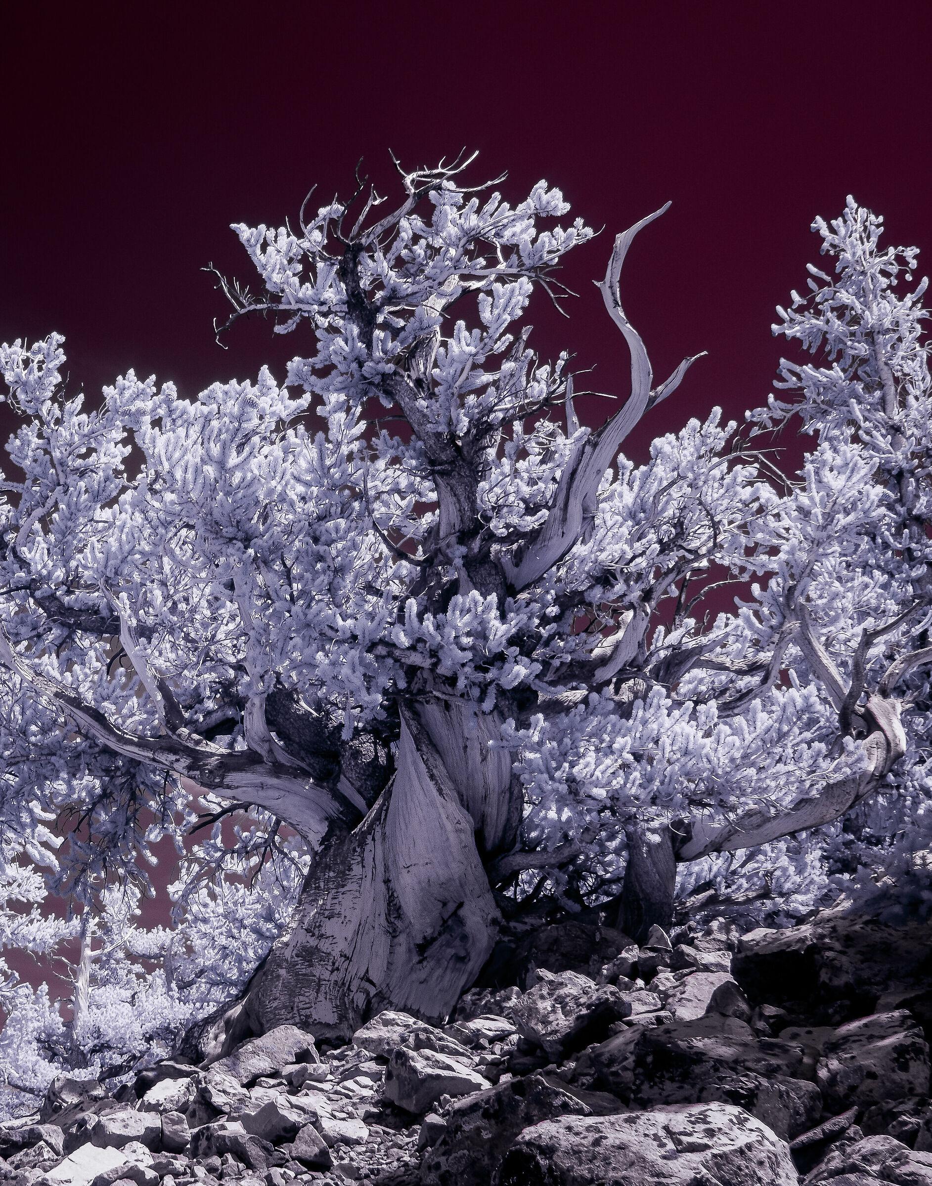 Bristlecone Pine in Infrared