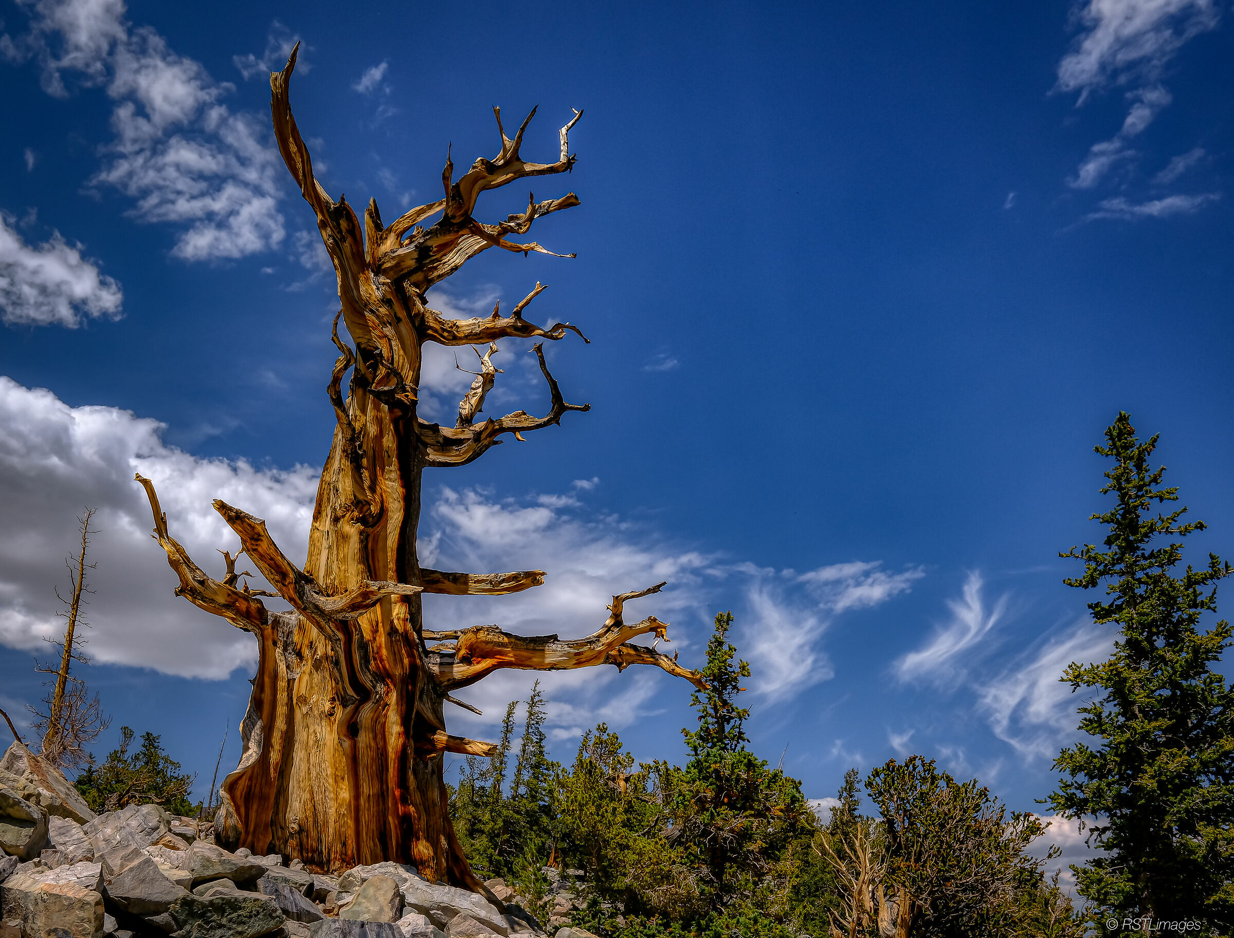 Bristlecone presso Great Basin