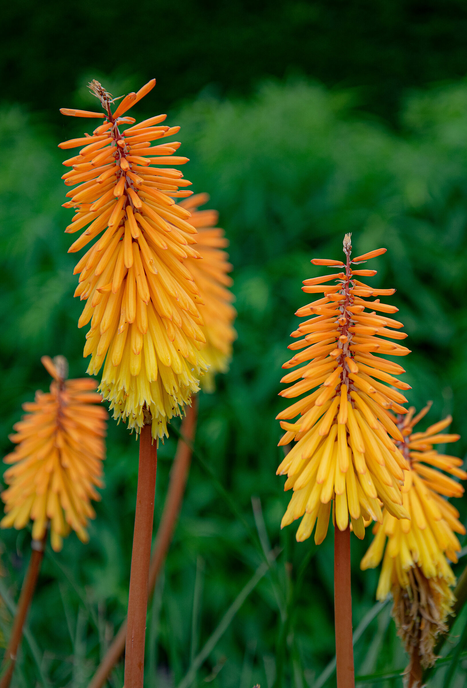 Kniphofia