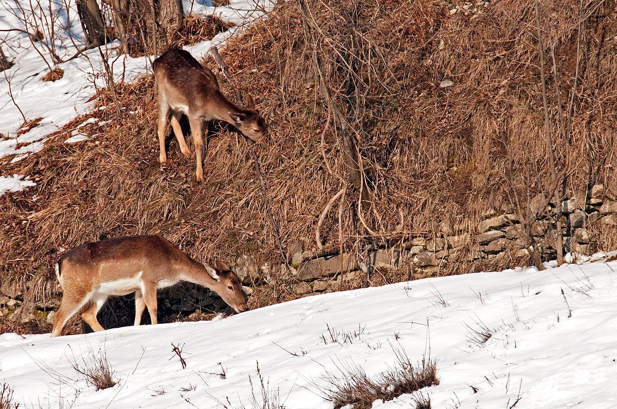 Breakfast in the snow