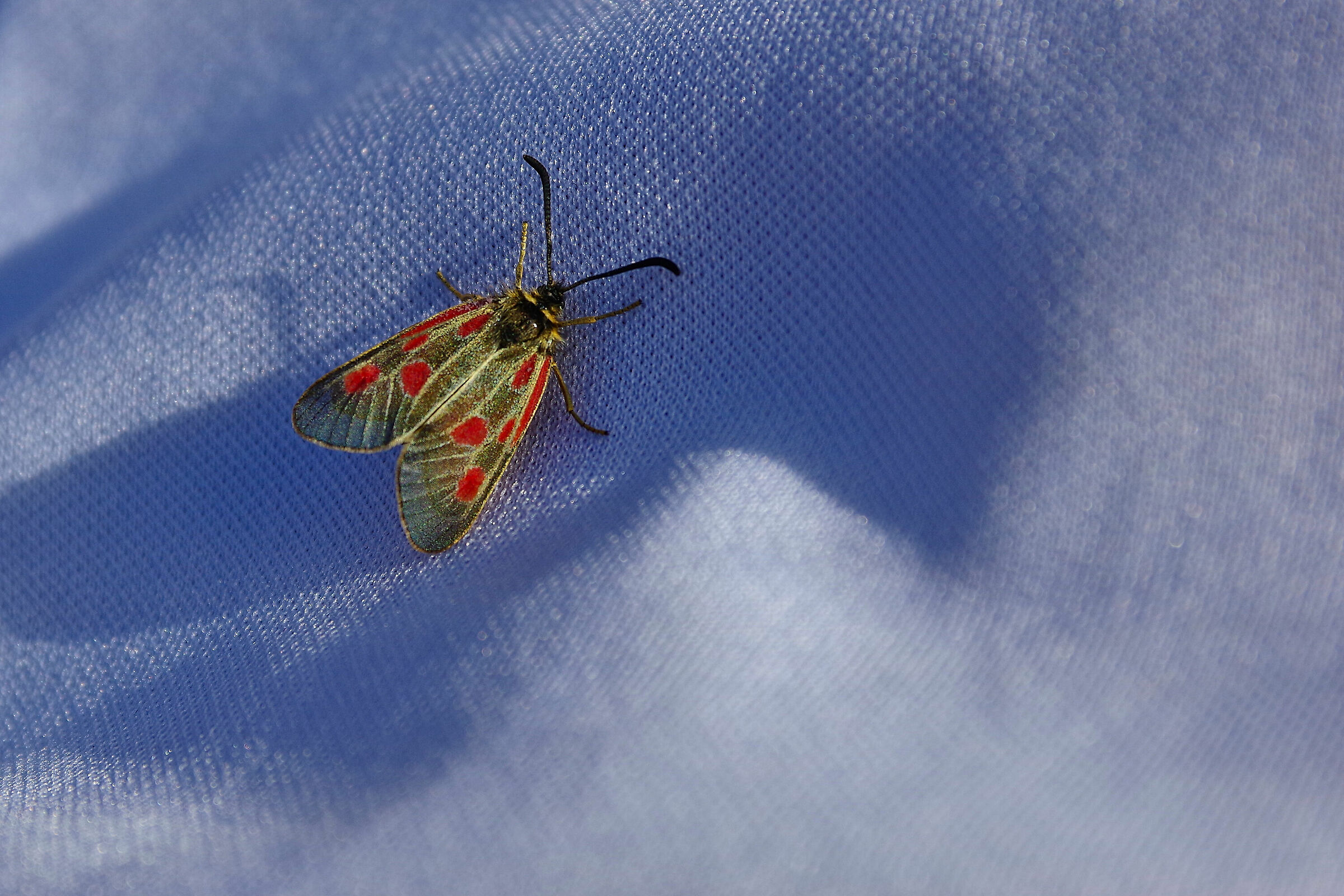 Farfalla ad alta quota...