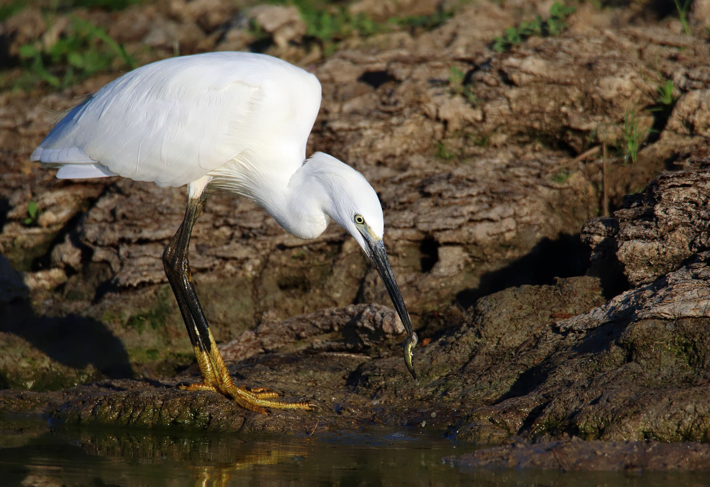 Egretta con gatto