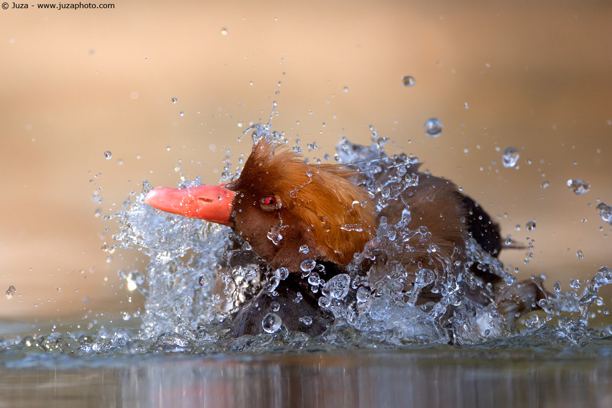 Netta Rufina (Pochard Turkish) 005017