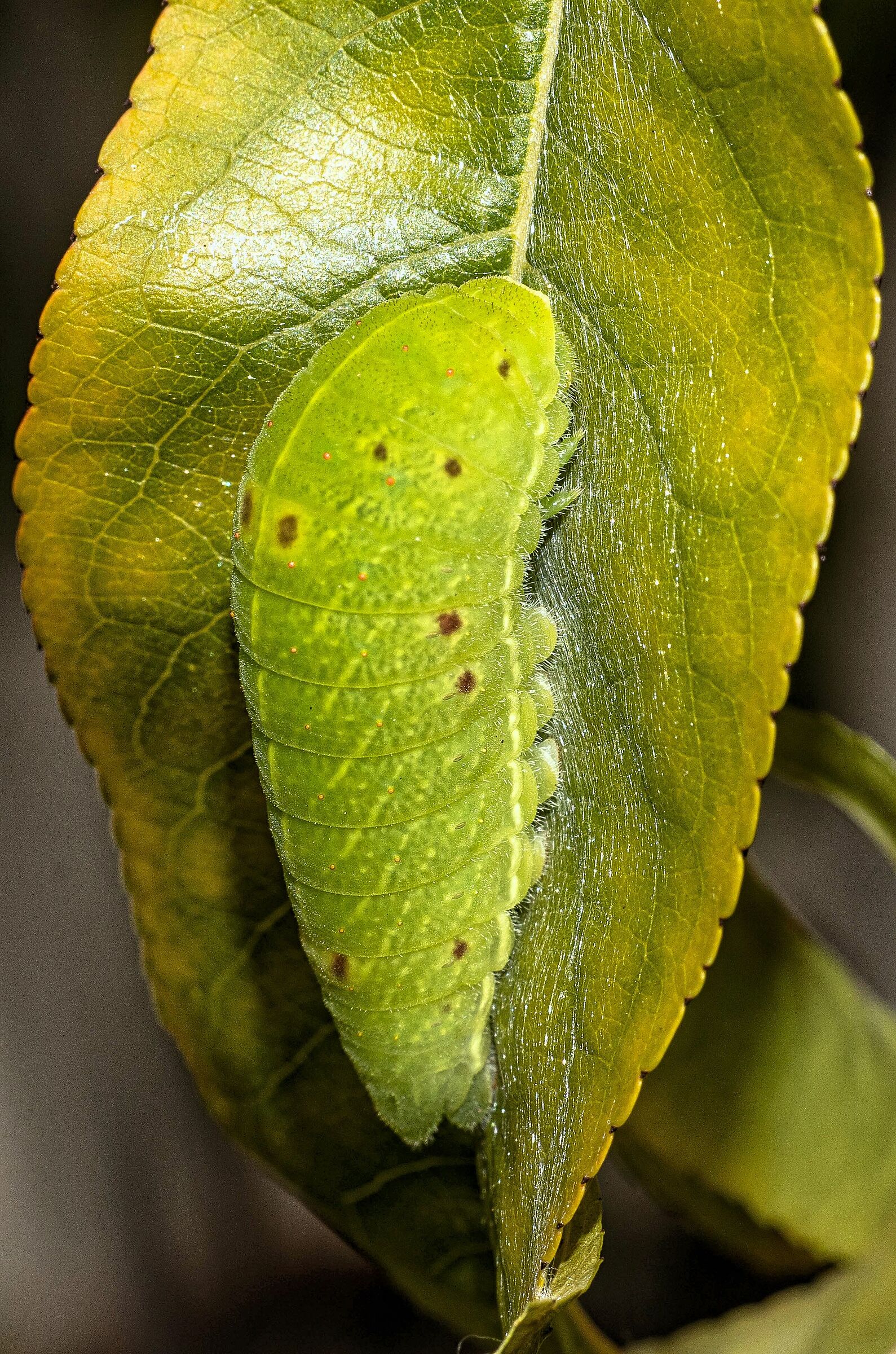 Podalirio Caterpillar 23/08/2020