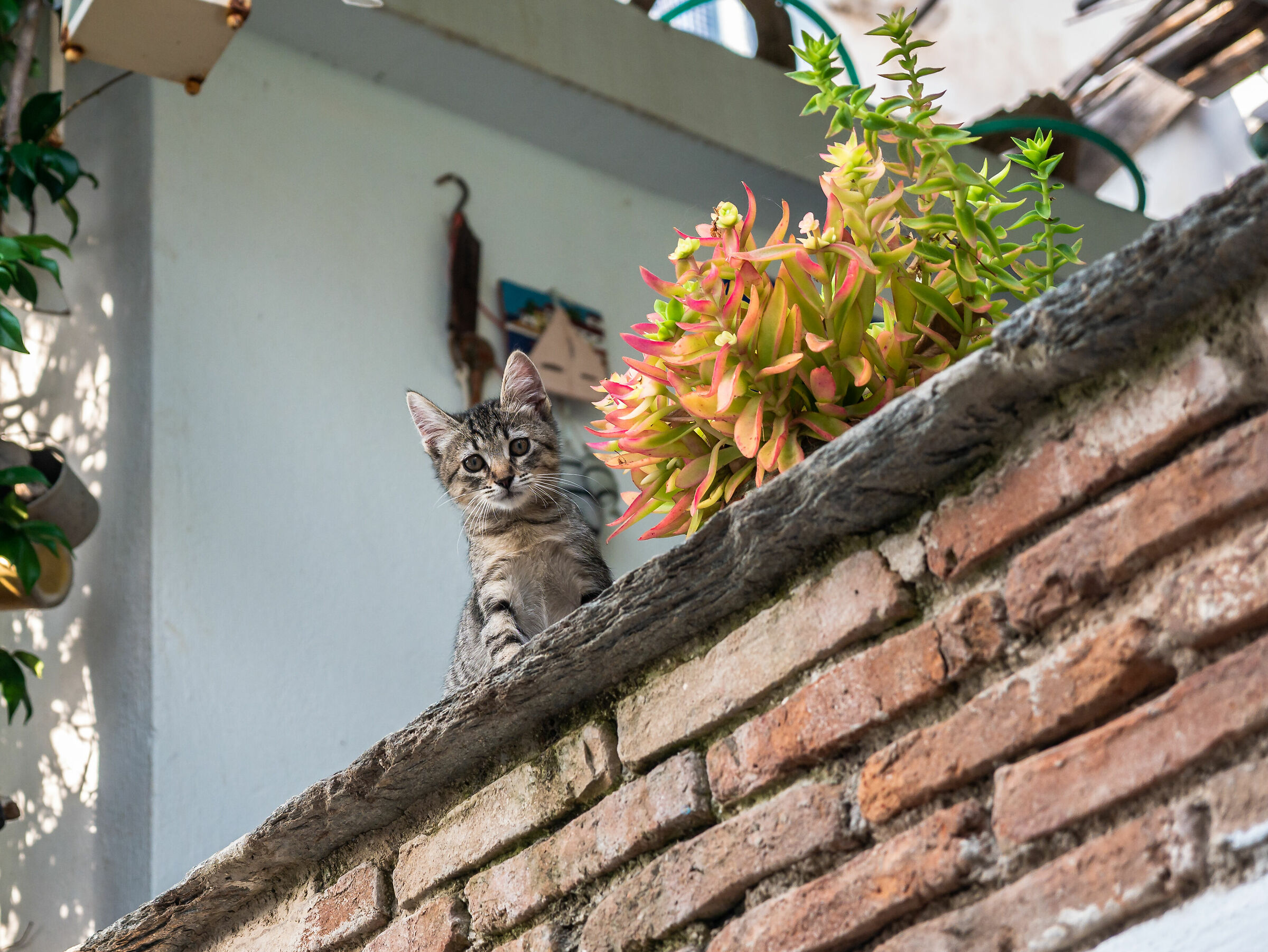 Kitten - Tinos Greece