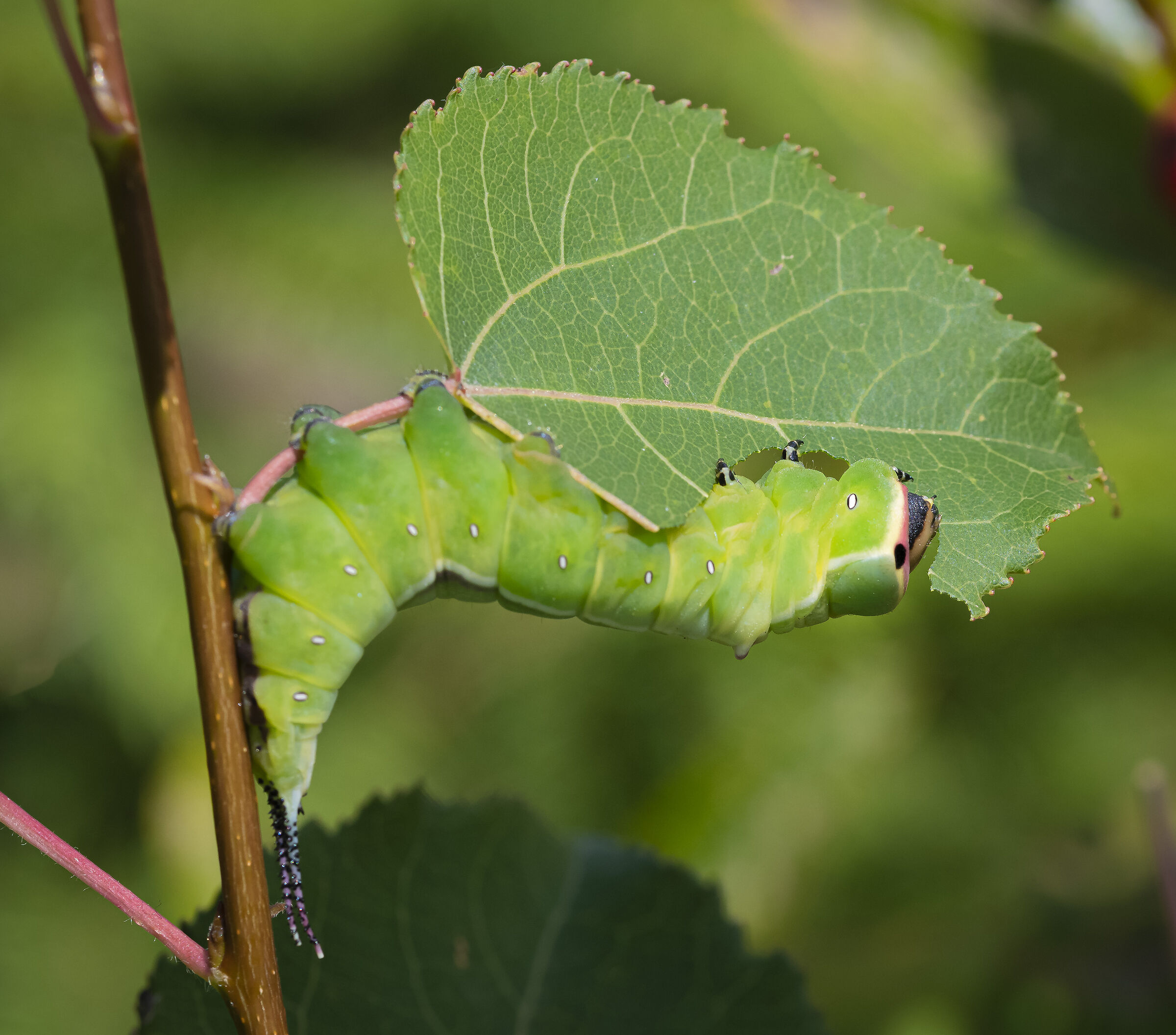Bruco di Cerura vinula