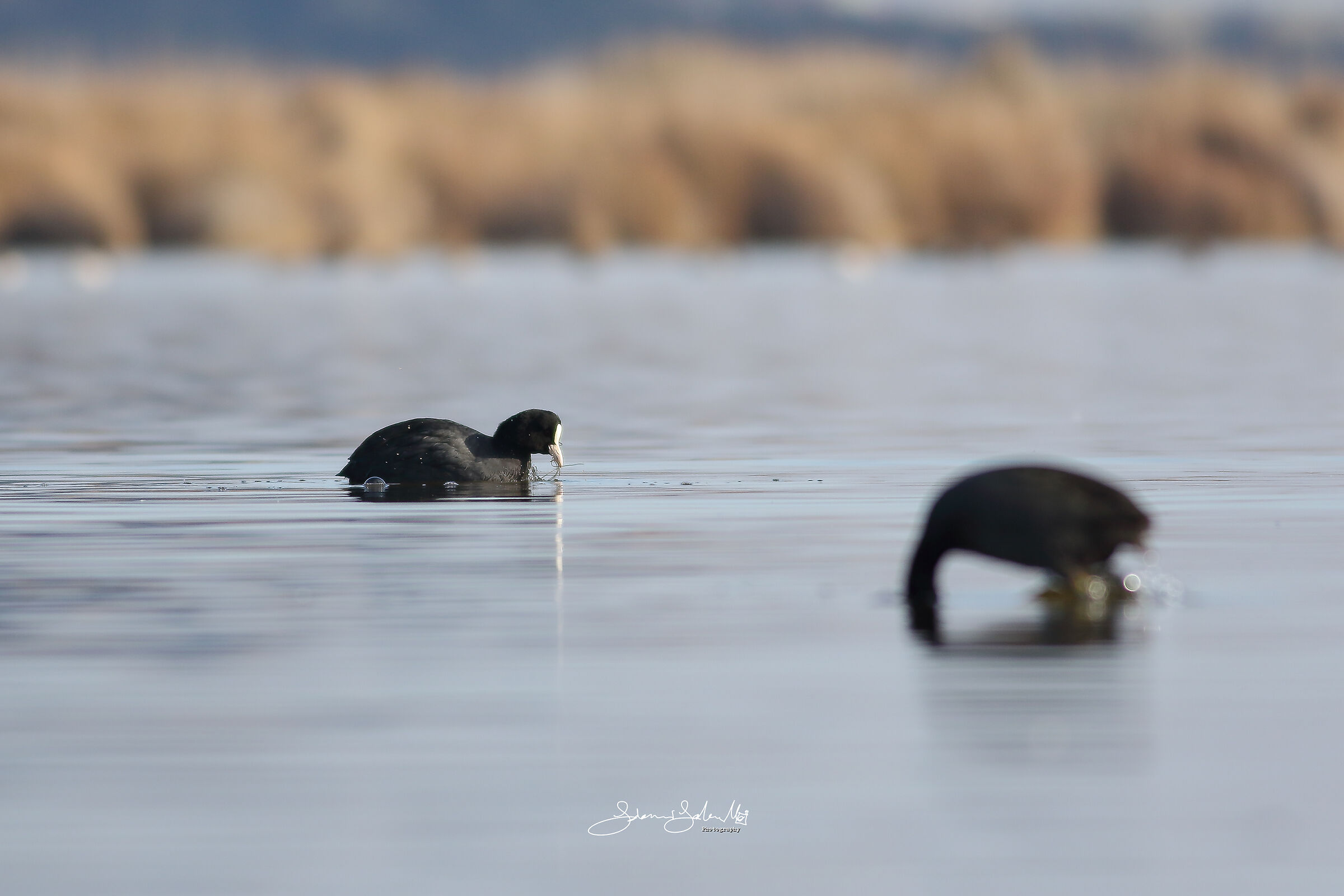Without delay (Fulica atra, Linnaeus, 1758)