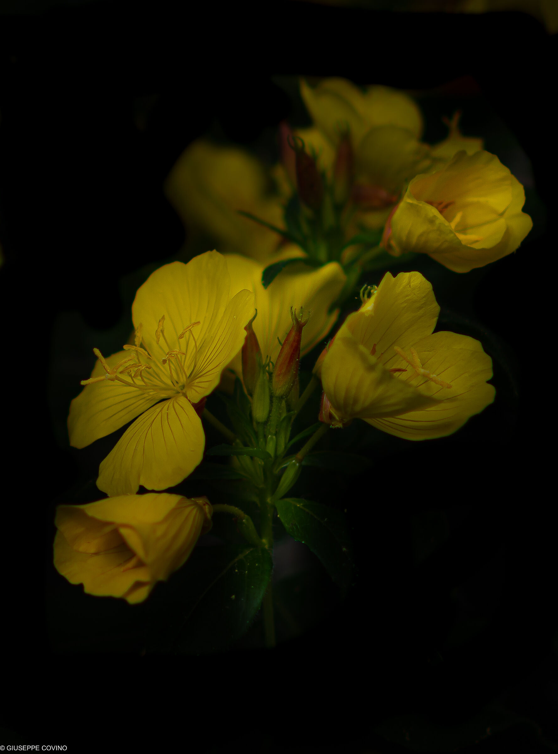 Rielaborazione di fiori gialli