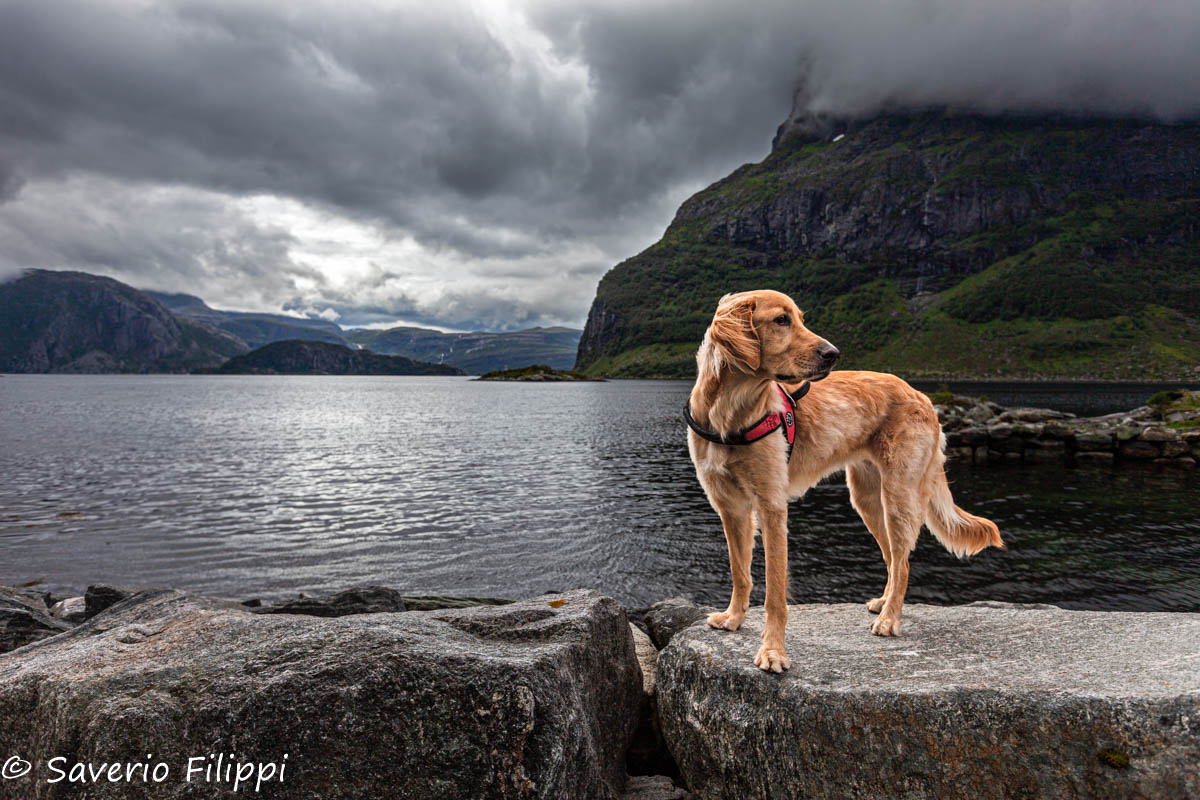 Norvegia 2020 - Luna, Nordfjord