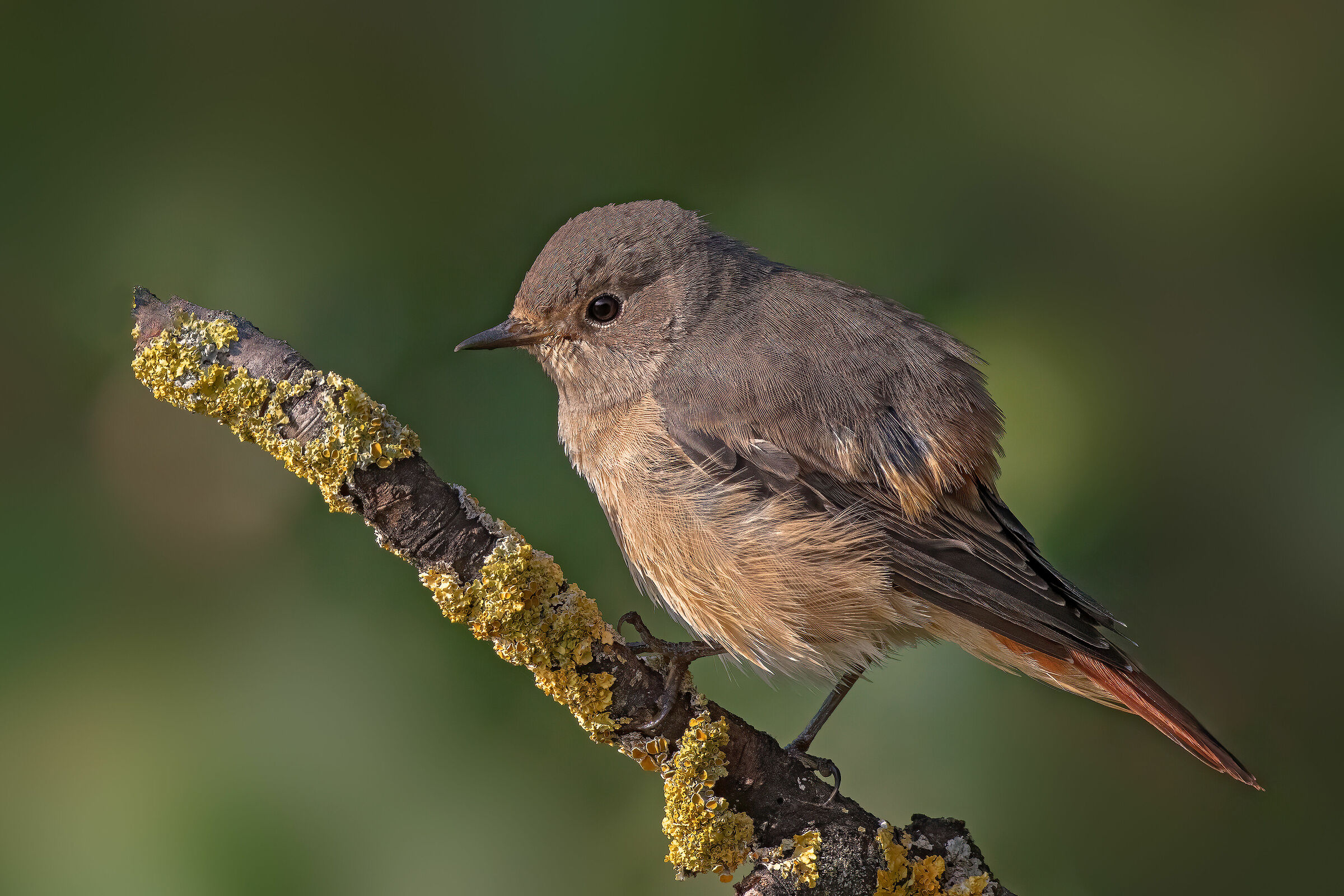 Codirosso comune juv