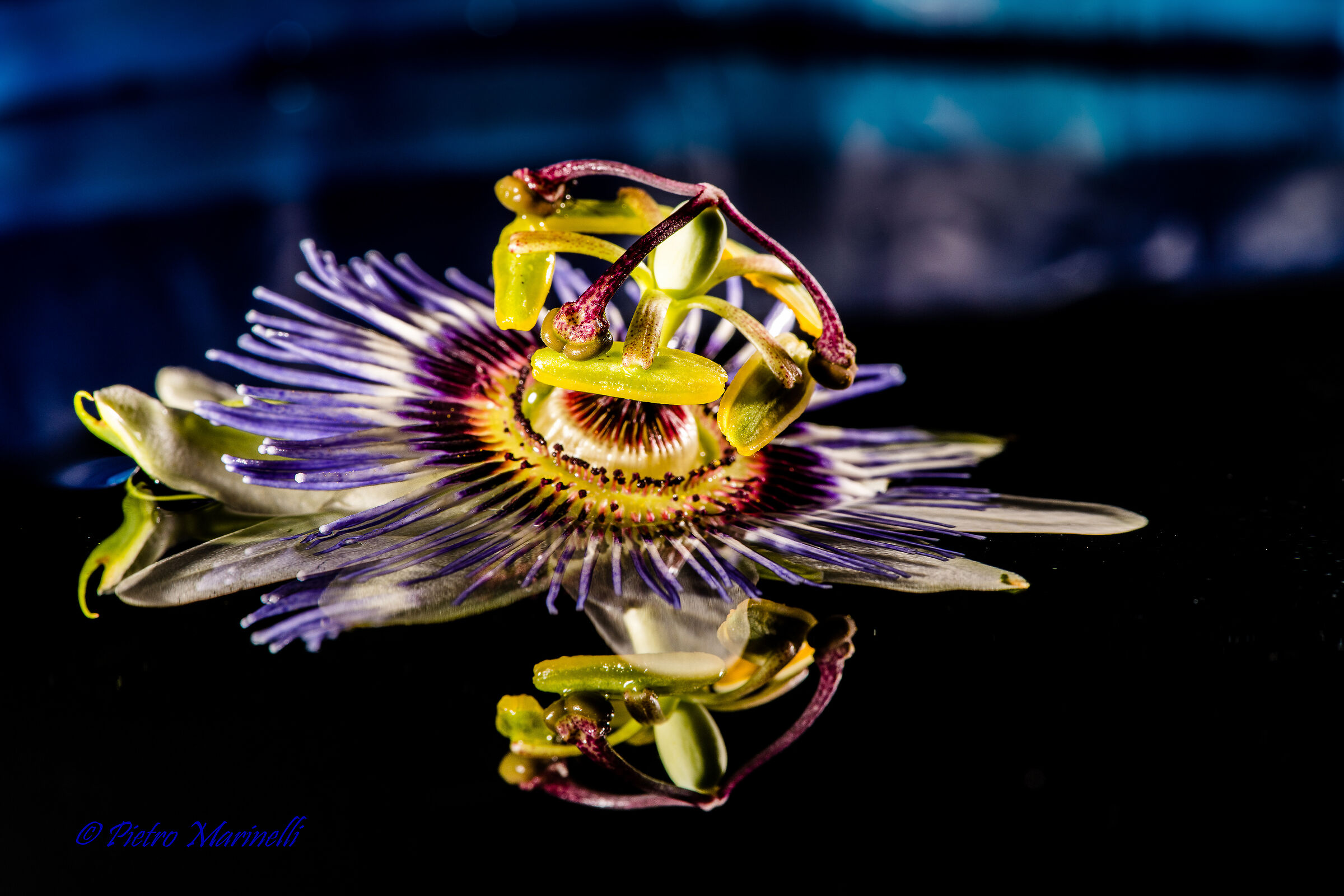 Passiflora