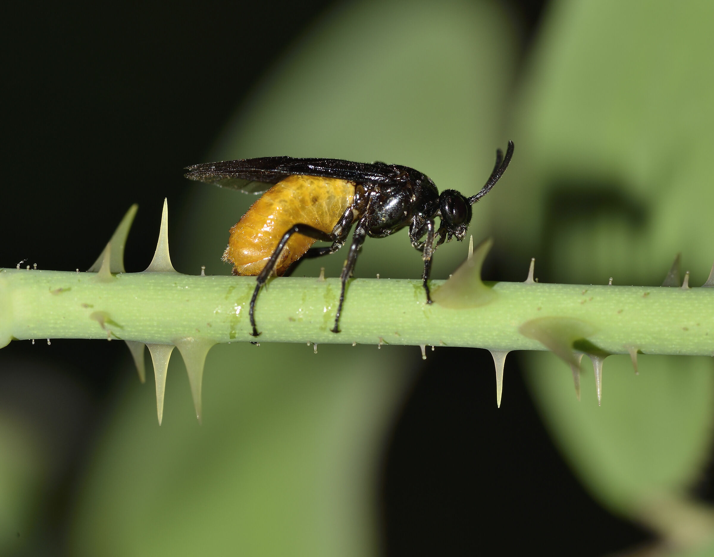 Un momento particolare, la deposizione