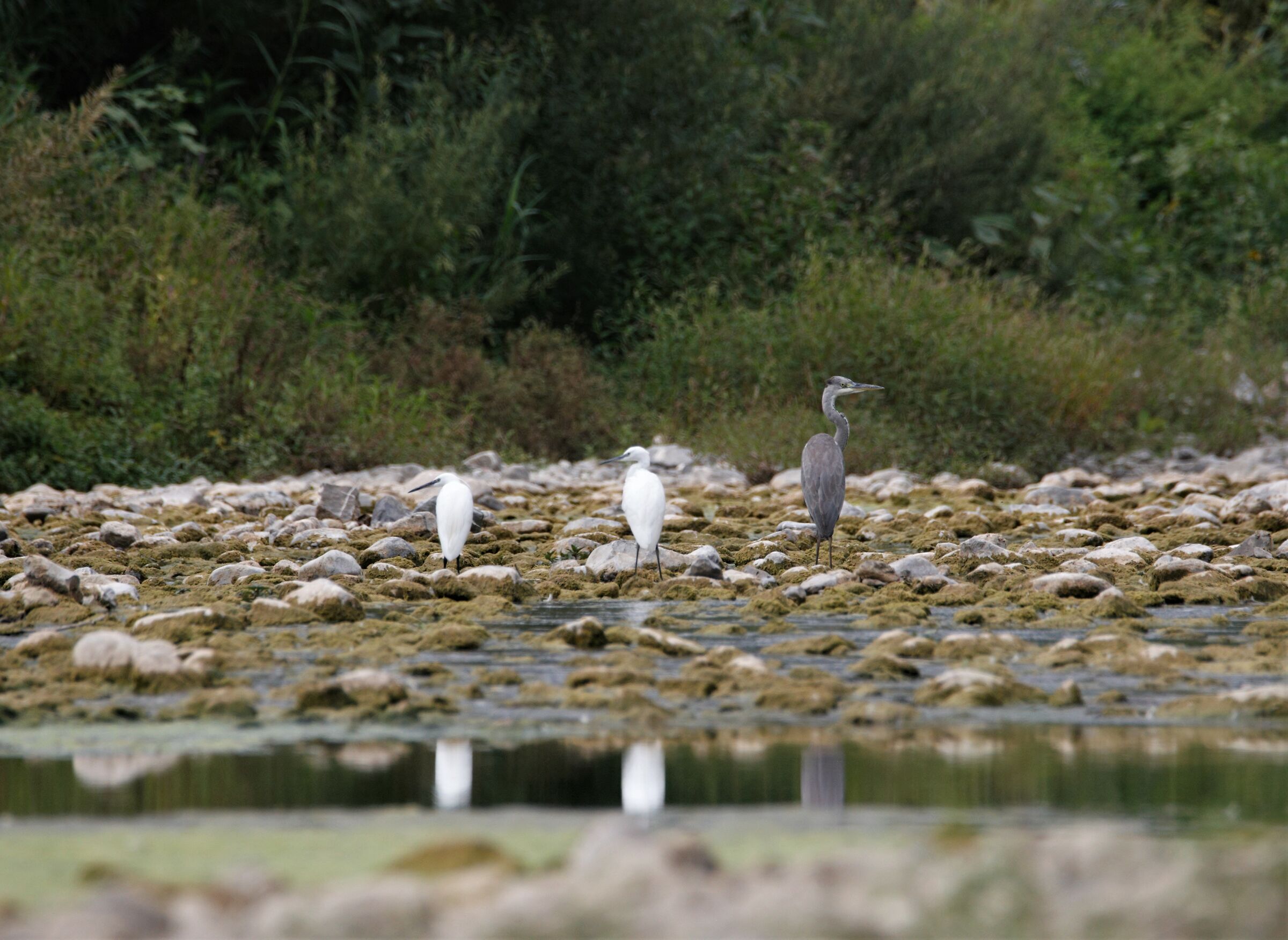 The trio... ash heron with two egrets