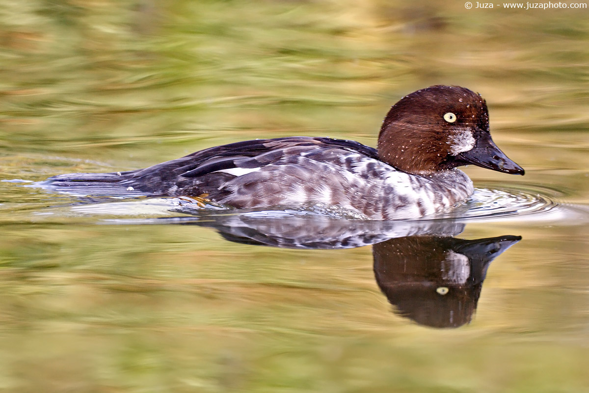 Bucephala clangula (Quatrocchi), 002018