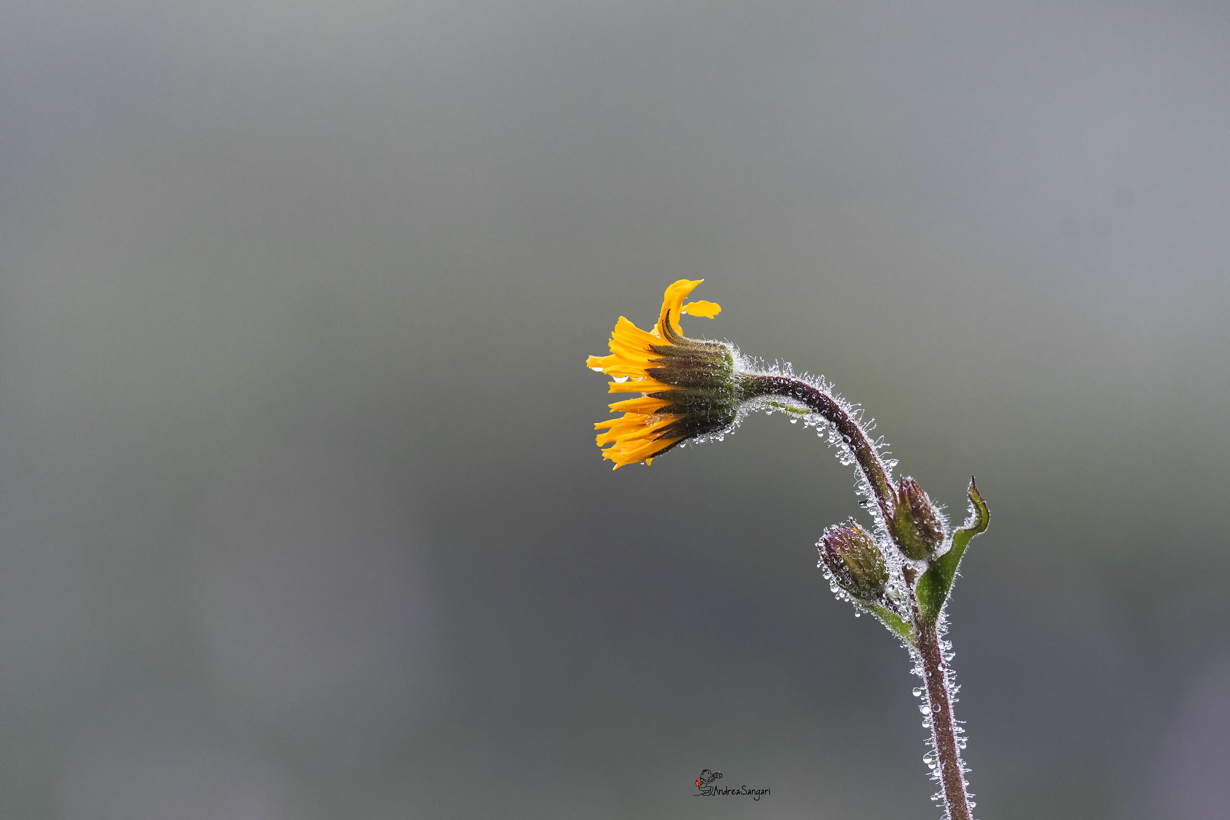 Un raggio di sole nella nebbia