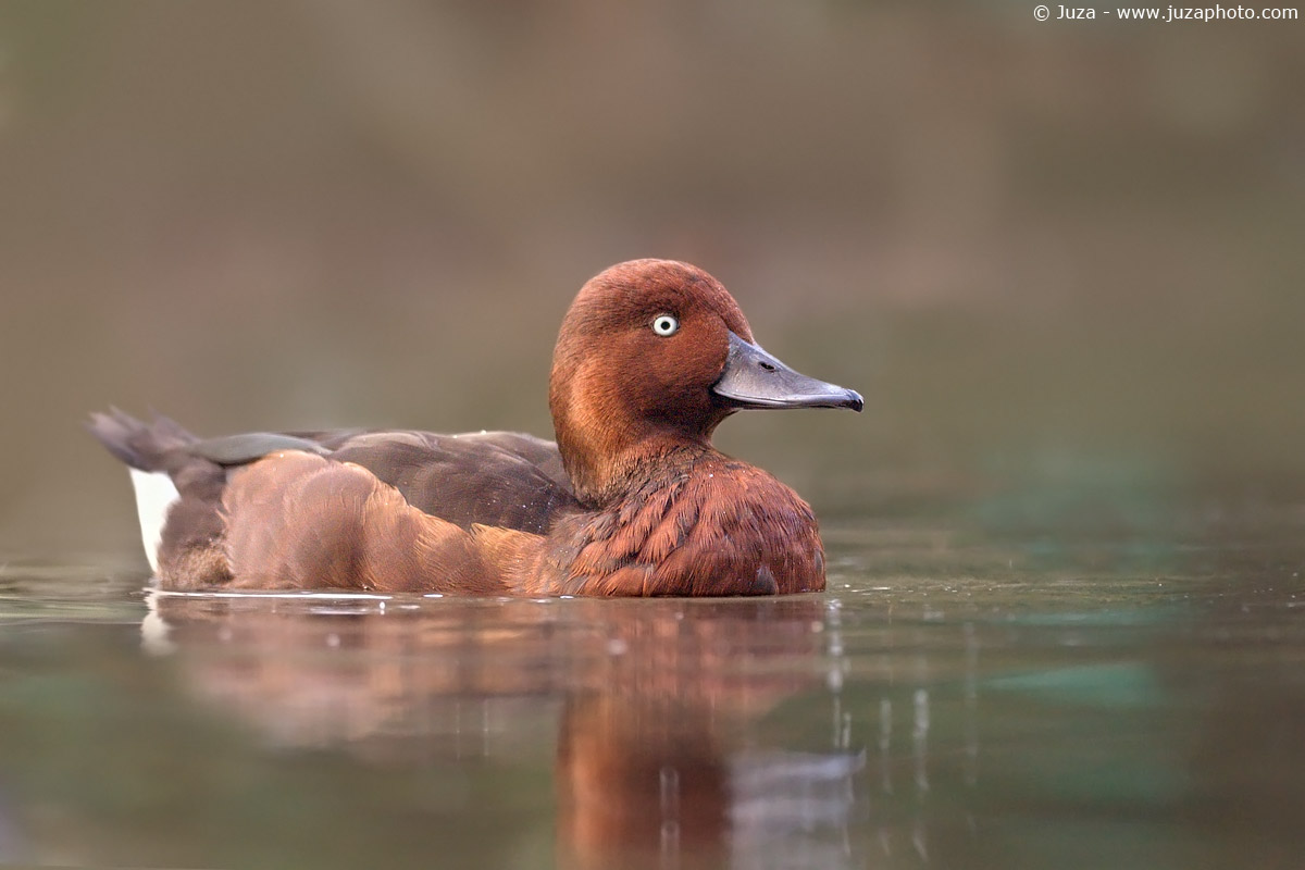 Aythya nyroca (Moretta Tabaccata), 002126