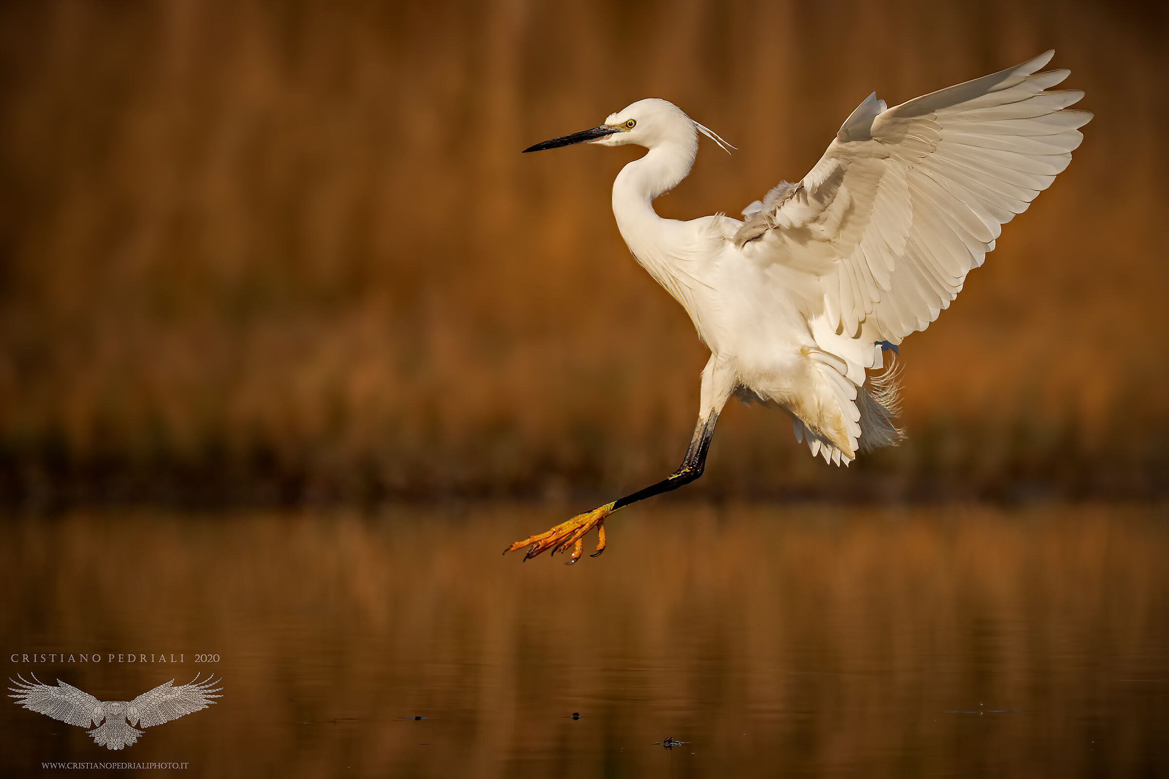 Un tuffo nell'oro...