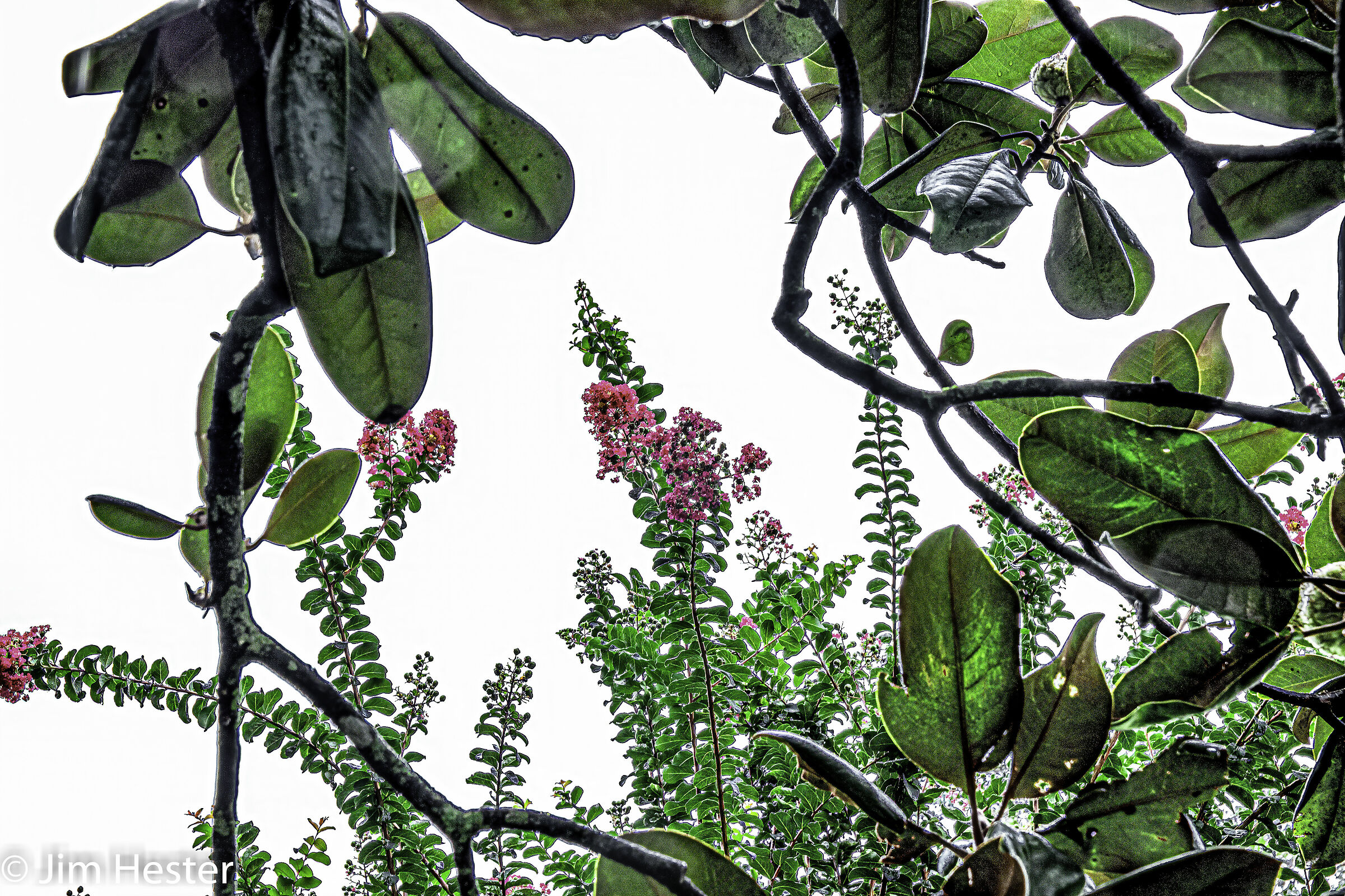 Magnolia e Crepe Myrtle in una giornata nuvolosa