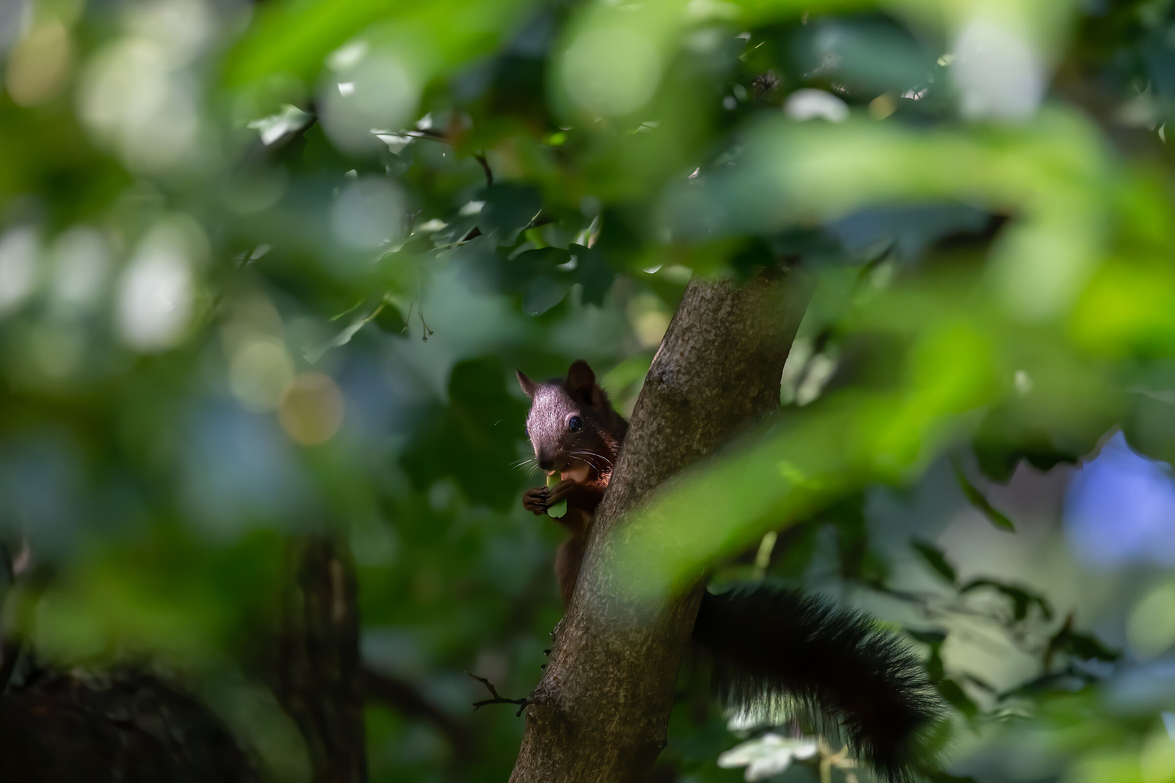 Scoiattolo comune (Sciurus vulgaris)