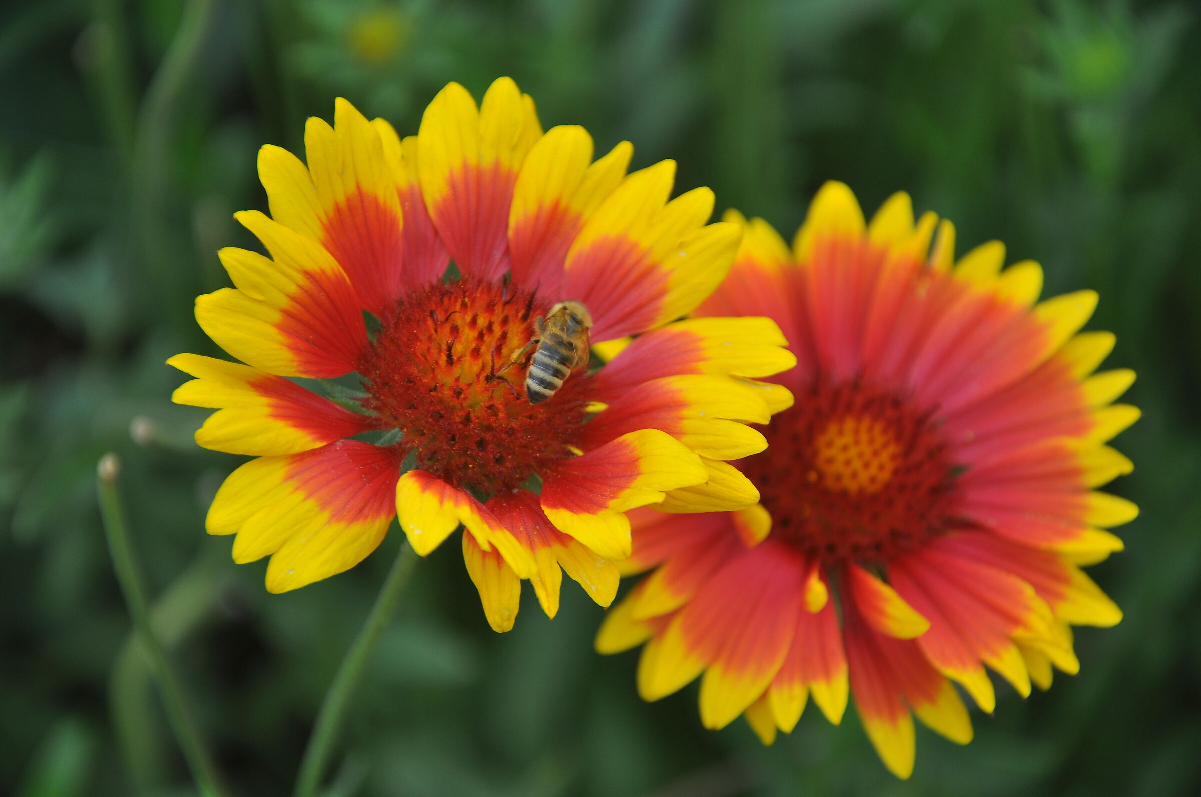 Per fare un fiore.....