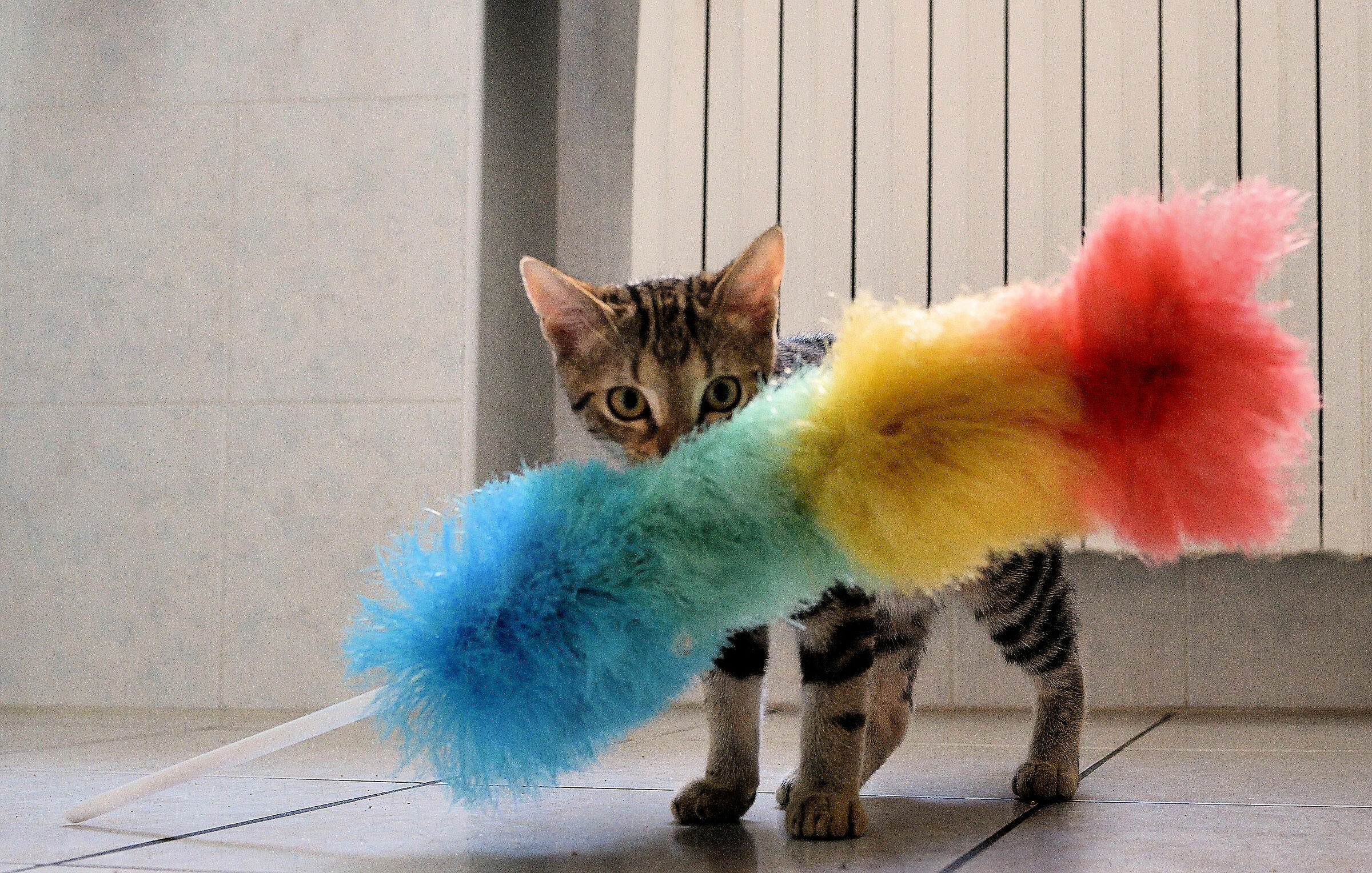 A chi tocca pulire oggi??