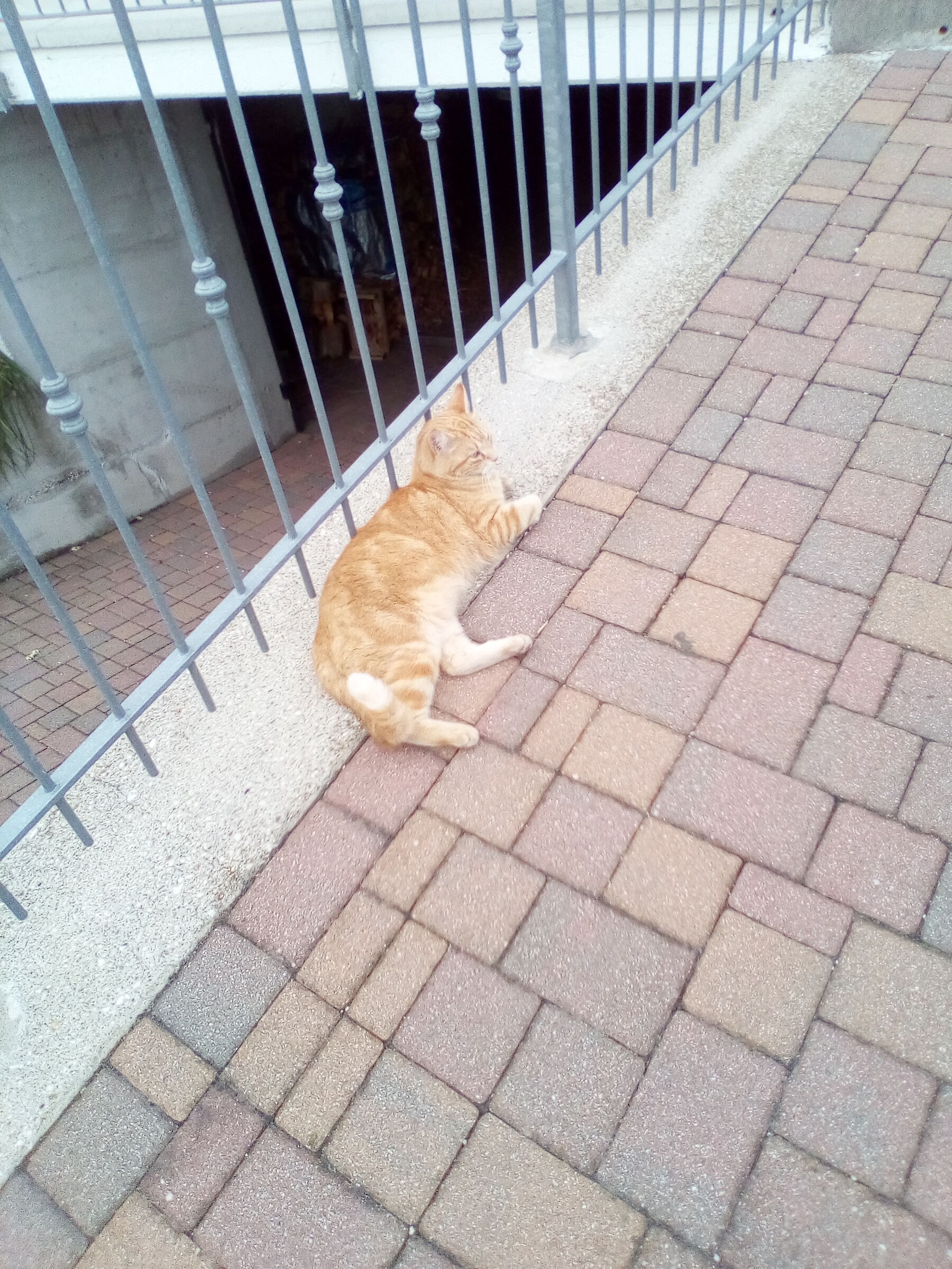 Gatto rosso che riposa