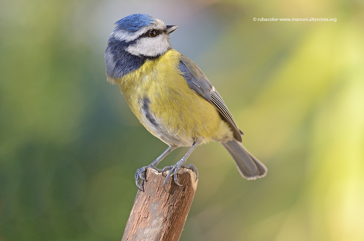 Cinciarella torgicollo
