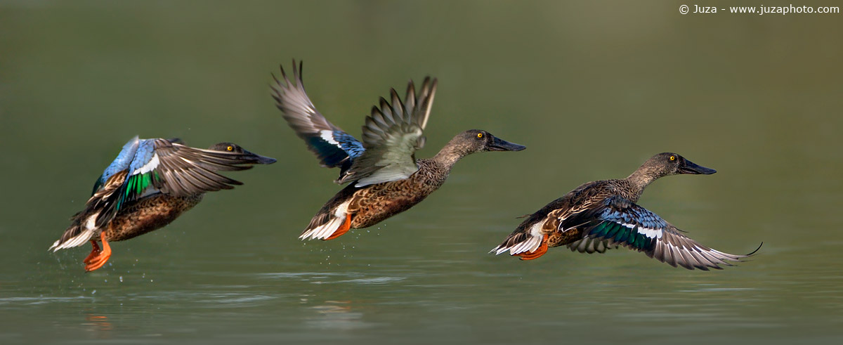 Anas clypeata (Mestolone), 003359