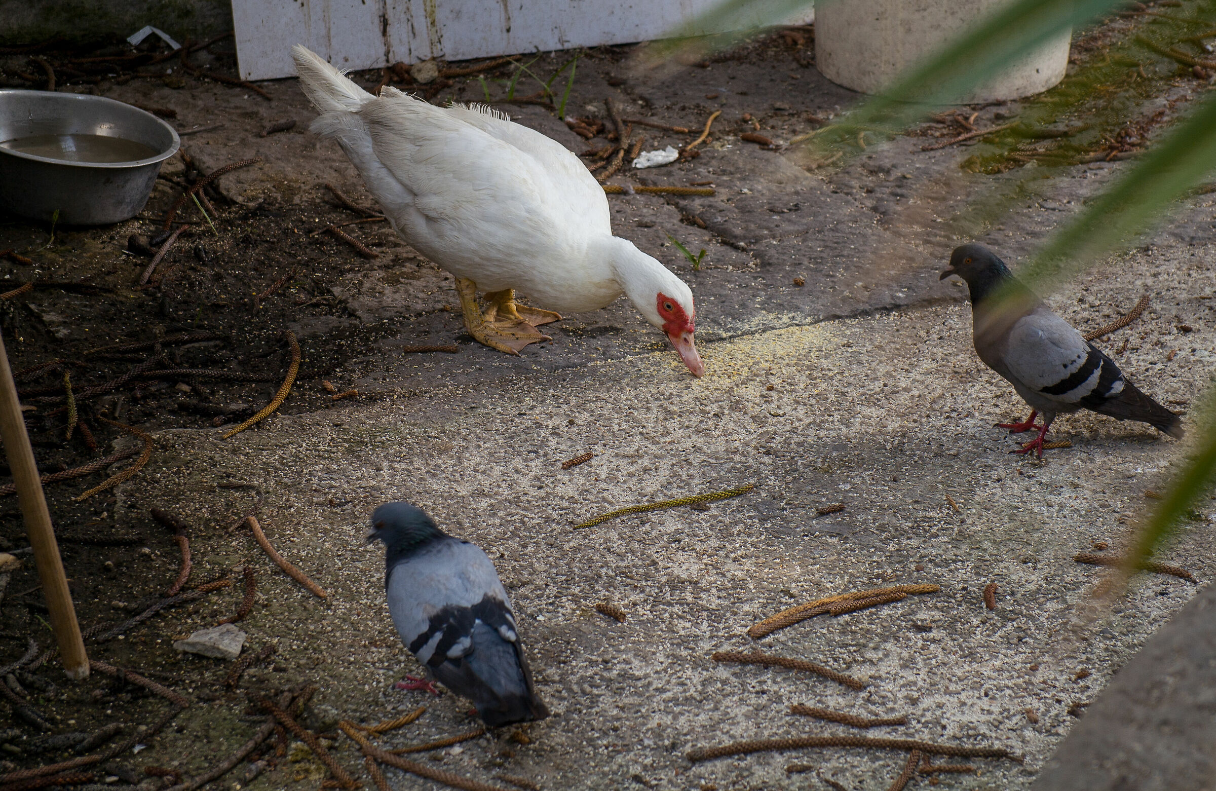 Qua, qua, qua si mangia. Fotoc. Lumix  l10, no lx100...