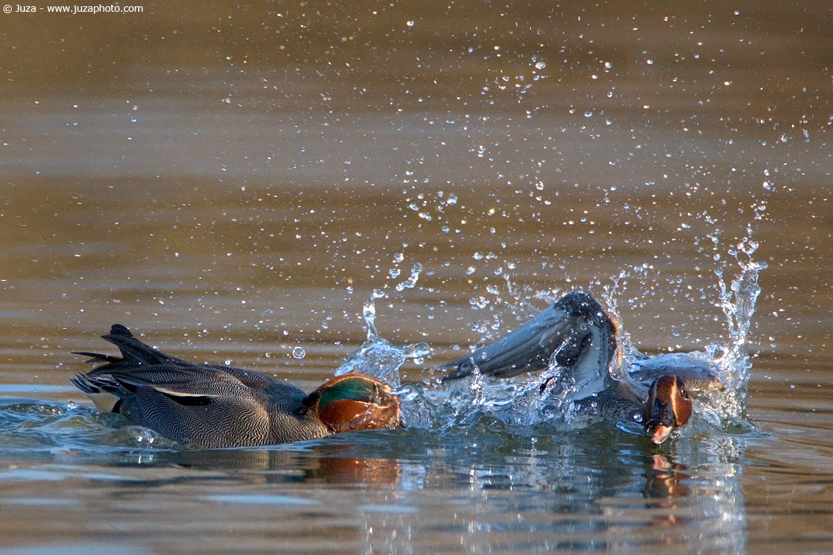 Anas crecca (Alzavola), 004231