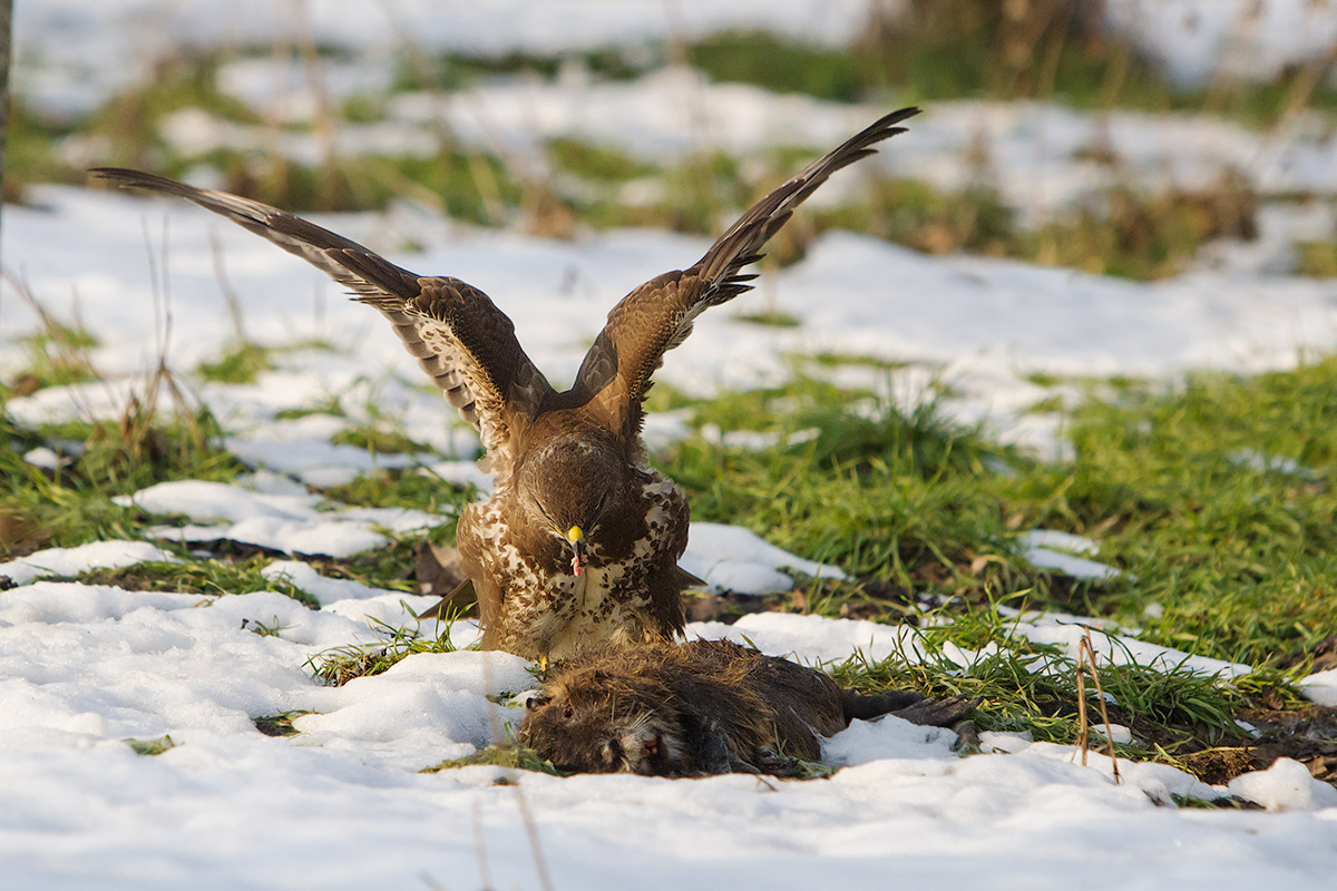 hungry buzzard