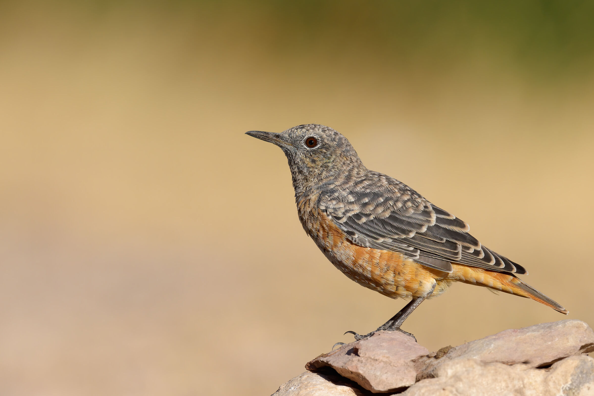 Codirossone (Monticola saxatilis Linnaeus)