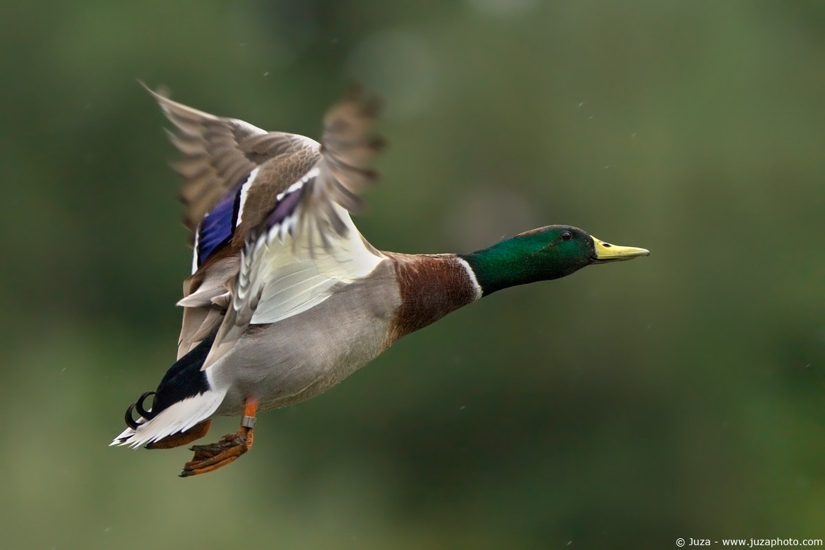 Anas Platyrhynchos (Germano Reale), 003344