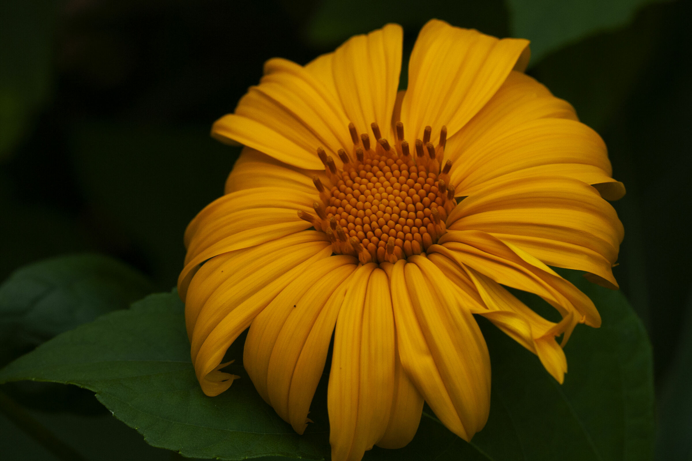 the Sun flower
