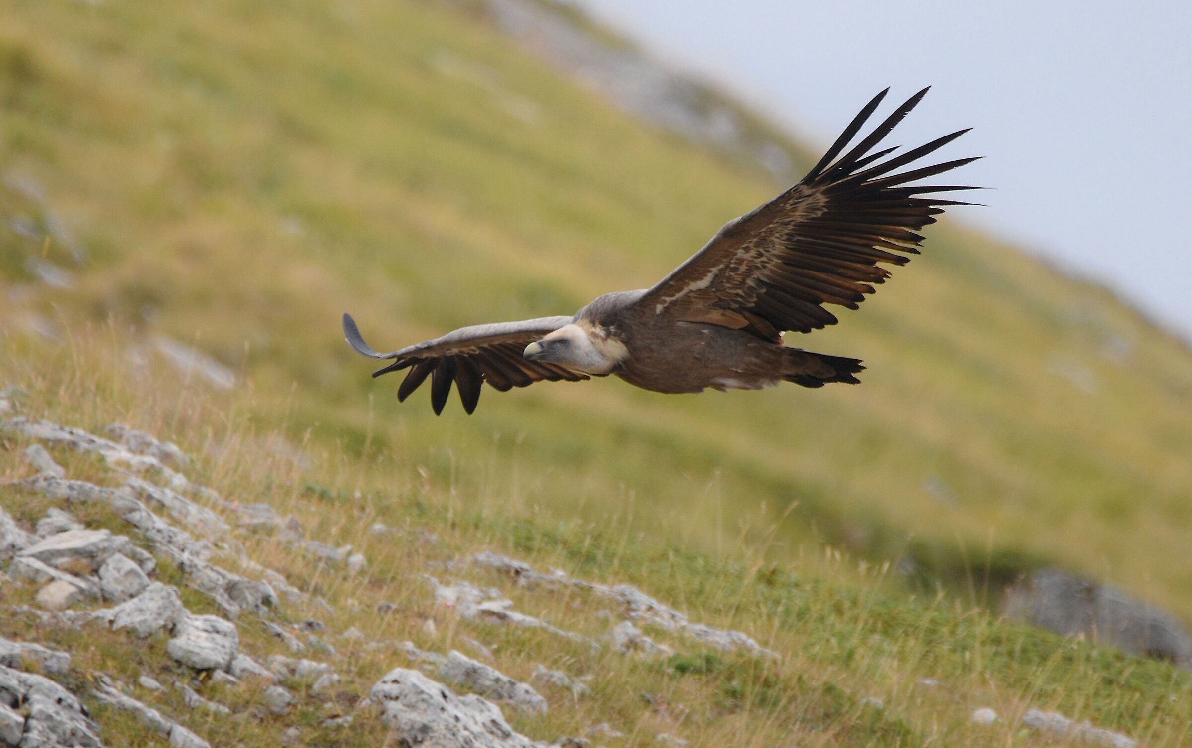 Grifone (Gyps fulvus)