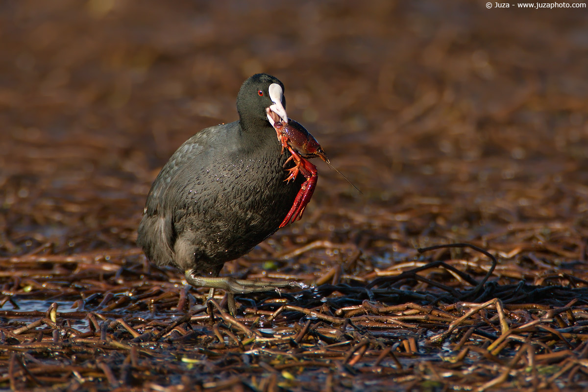 Fulica atra (Folaga), 006907