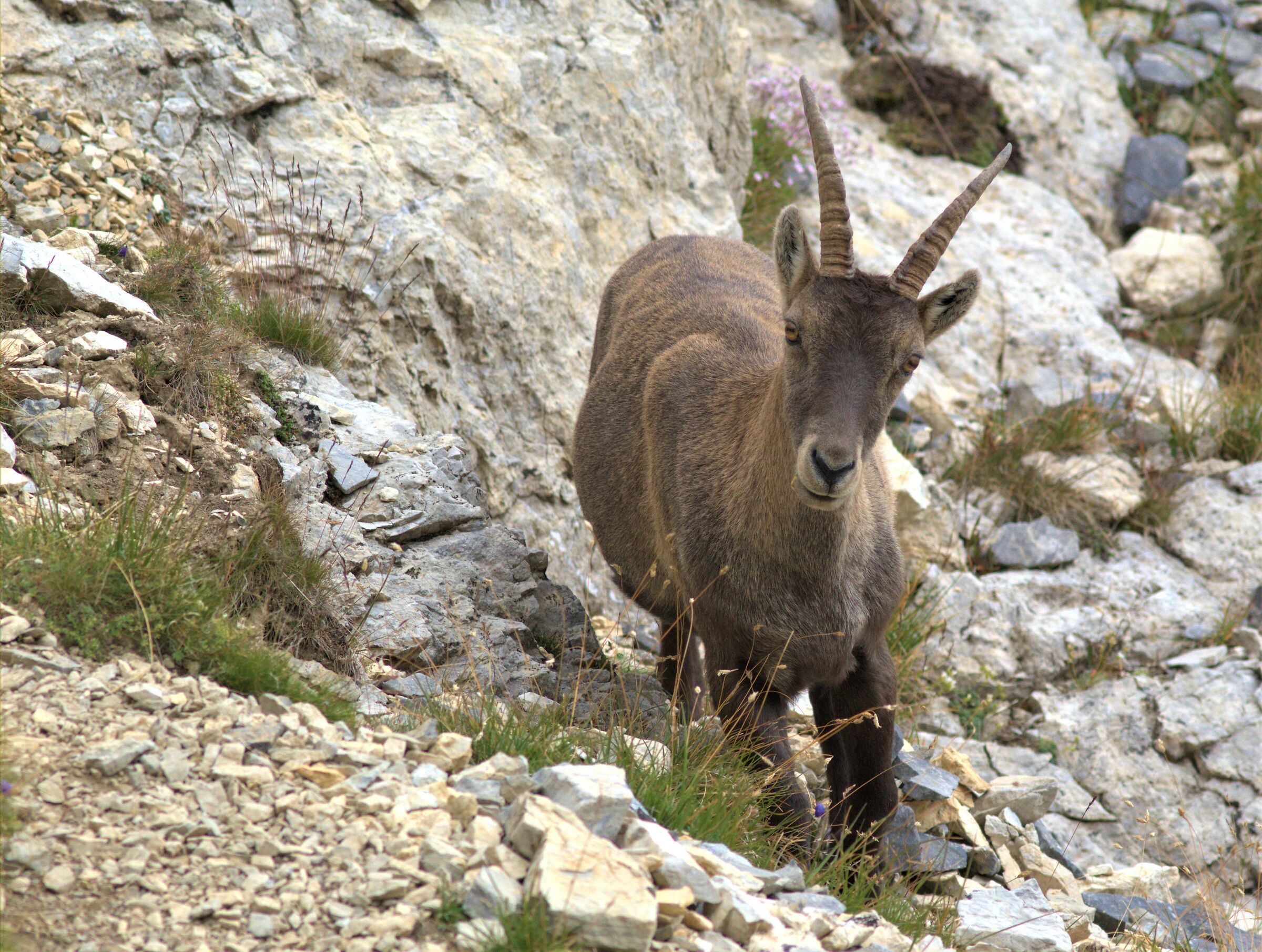 Stambecco alpino del colle preit