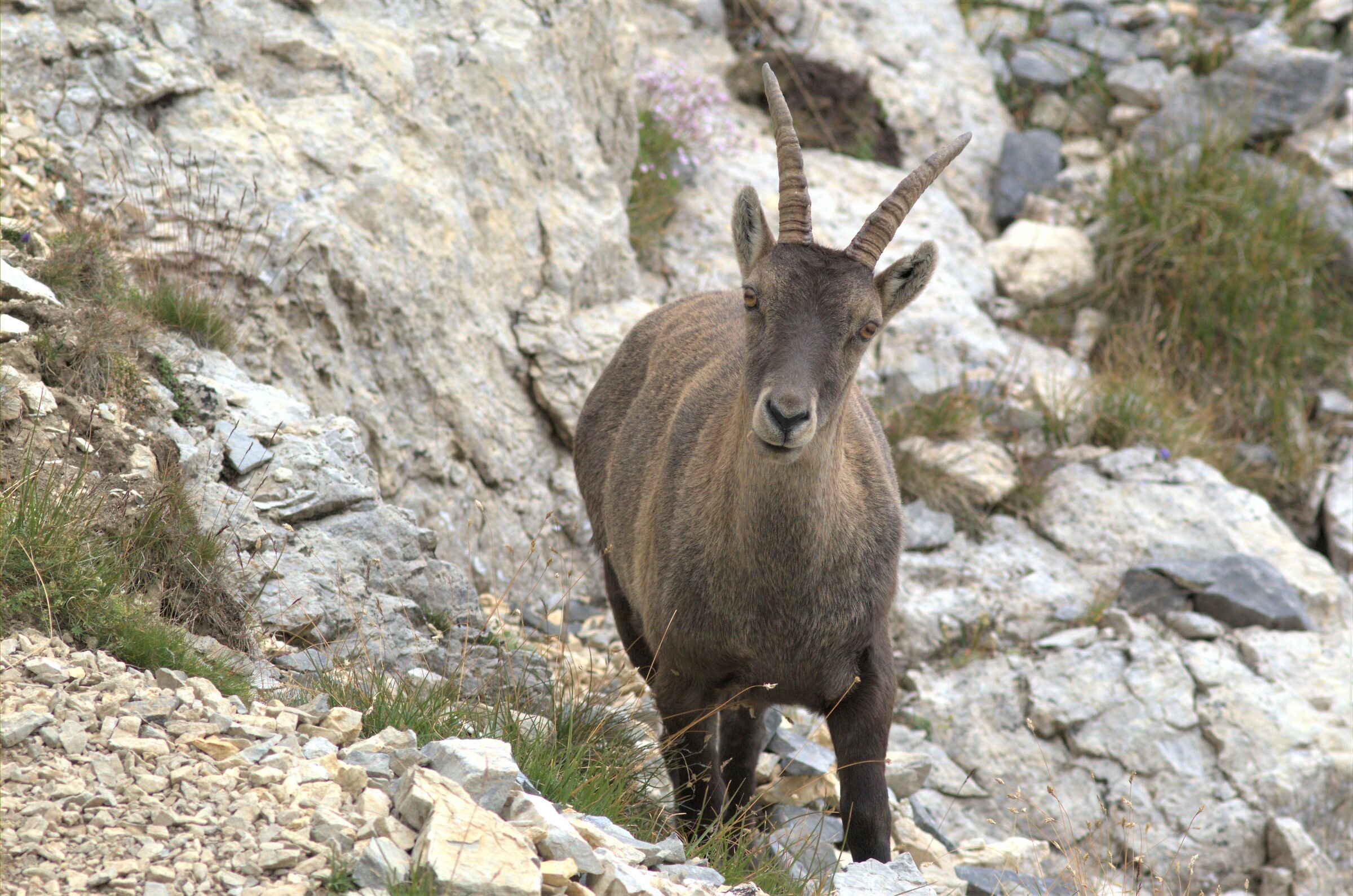Stambecco del colle preit
