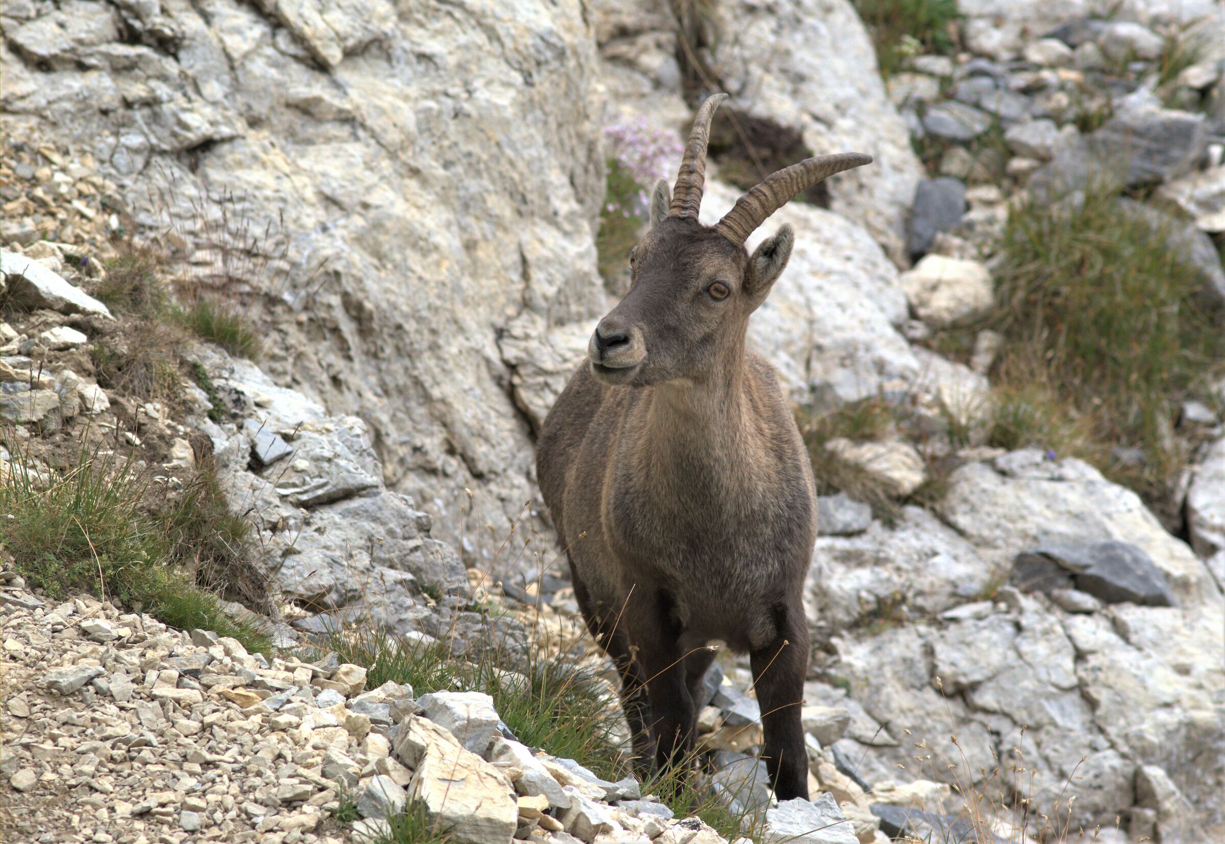 Stambecco del colle preit