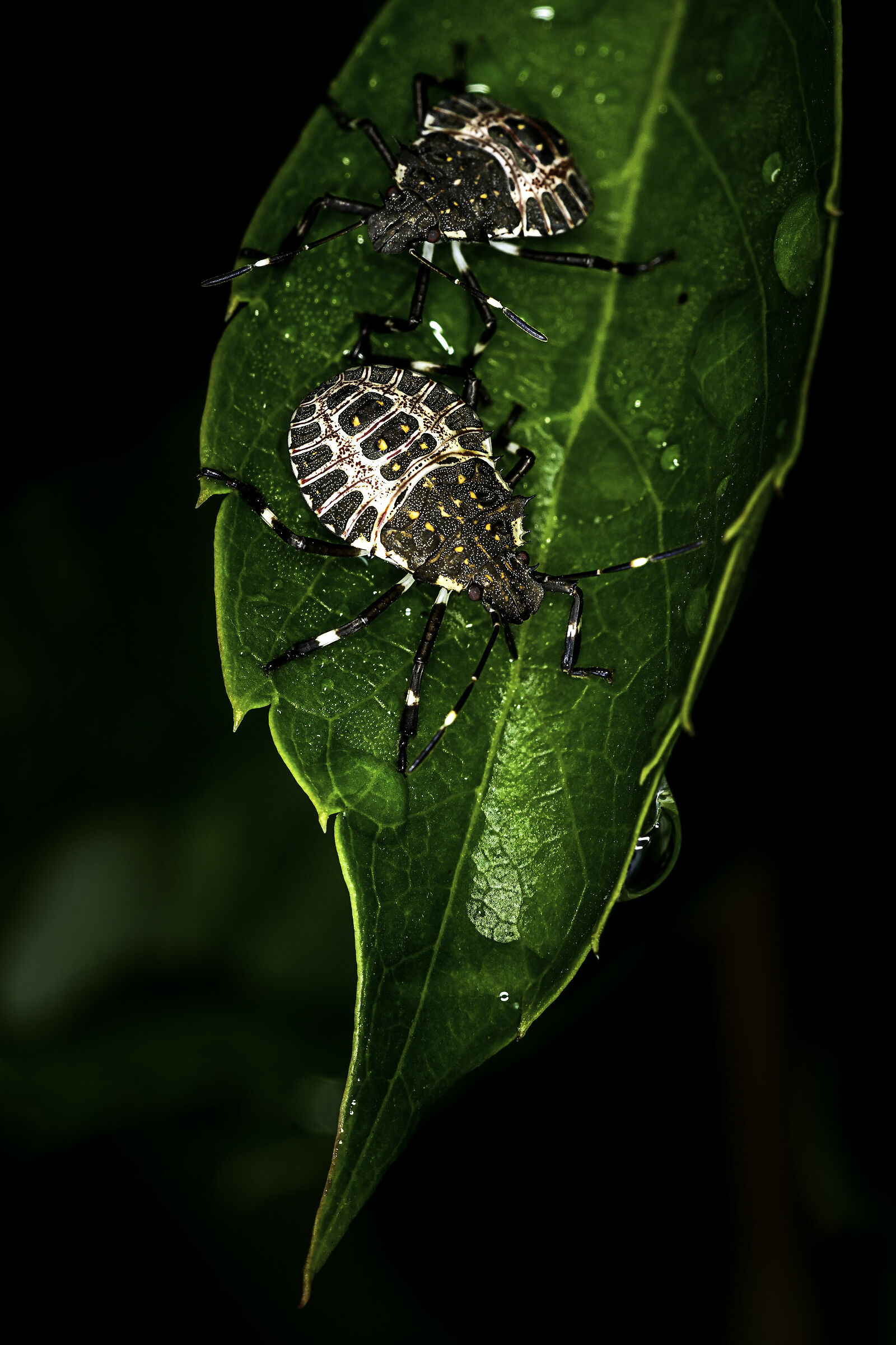 I prossimi grandi sopravvissuti !!!!!